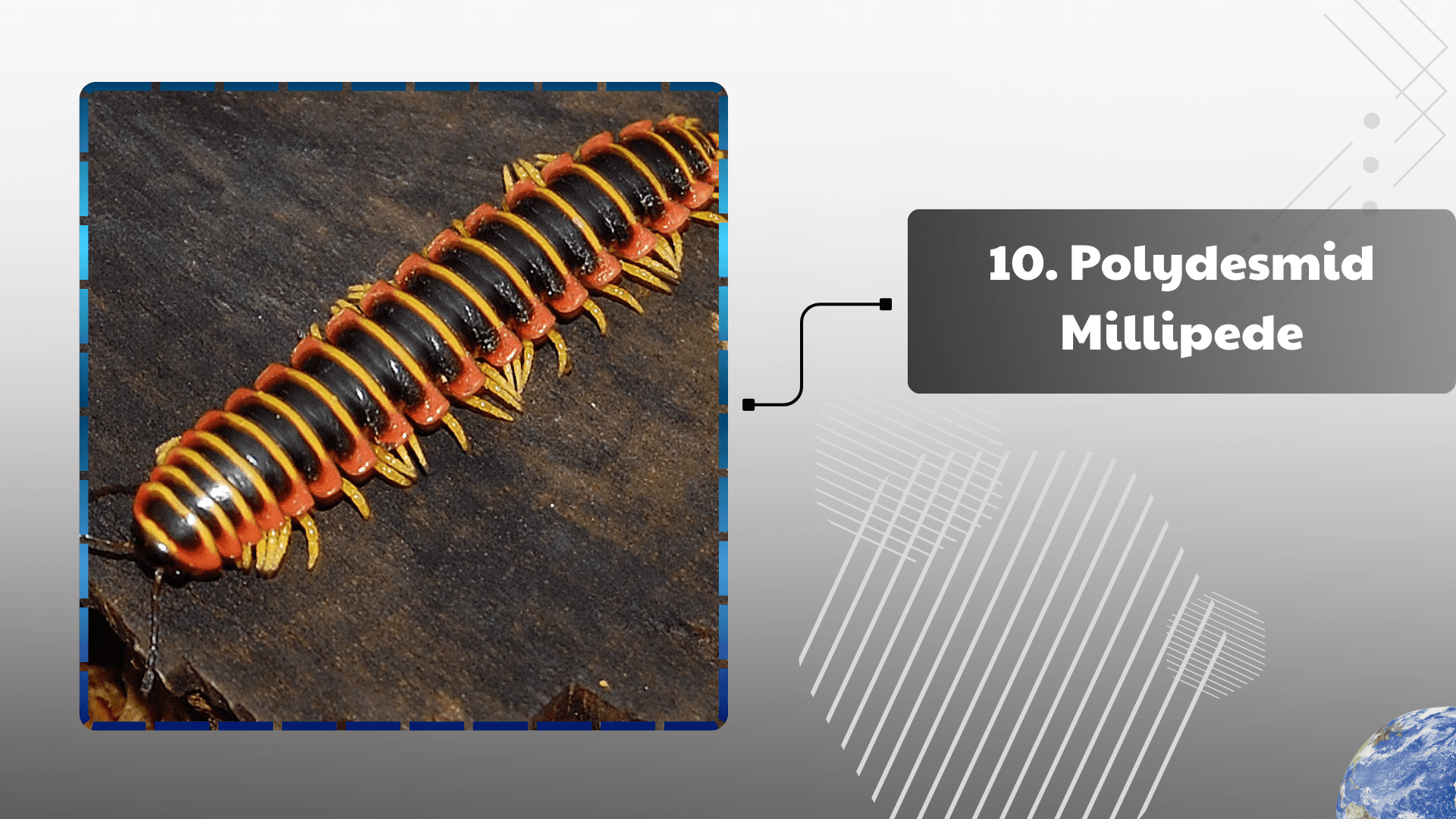 Polydesmid Millipede