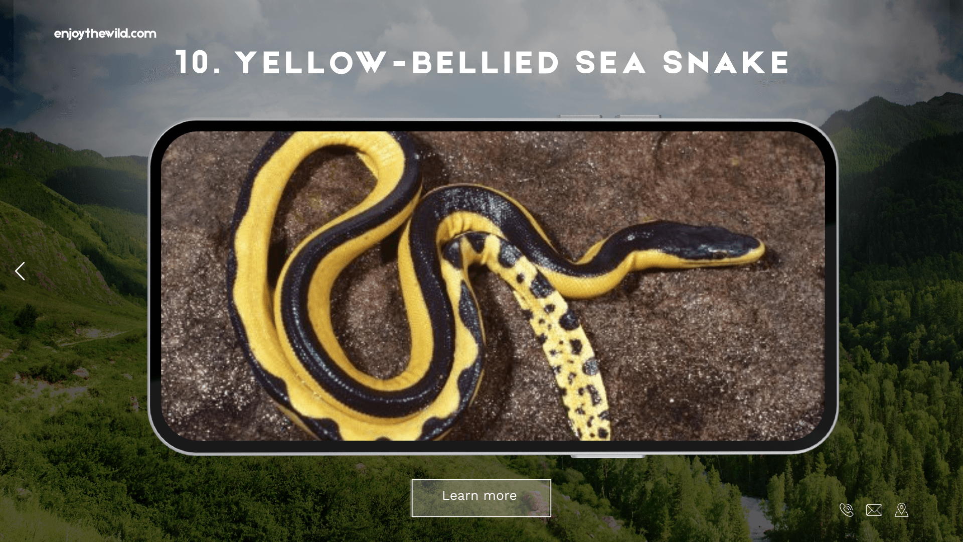 Yellow-Bellied Sea Snake