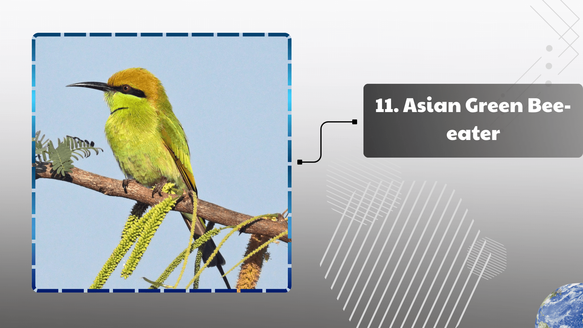Asian Green Bee-eater