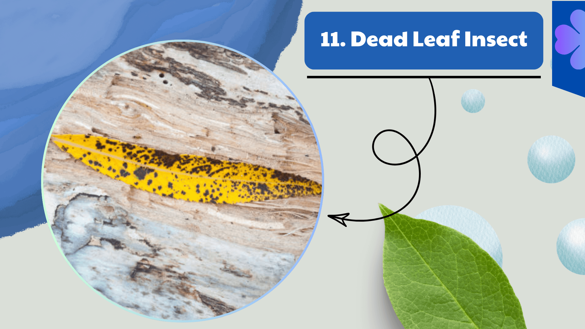 Dead Leaf Insect