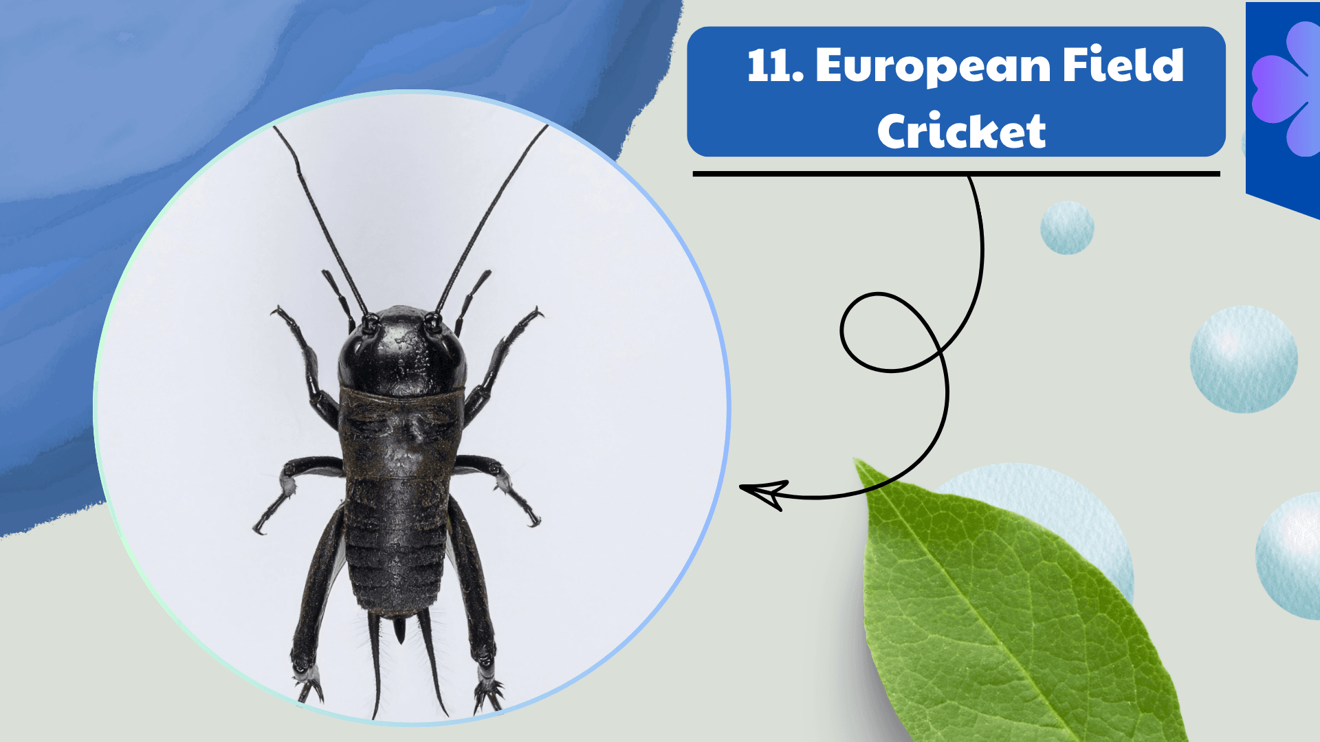 European Field Cricket