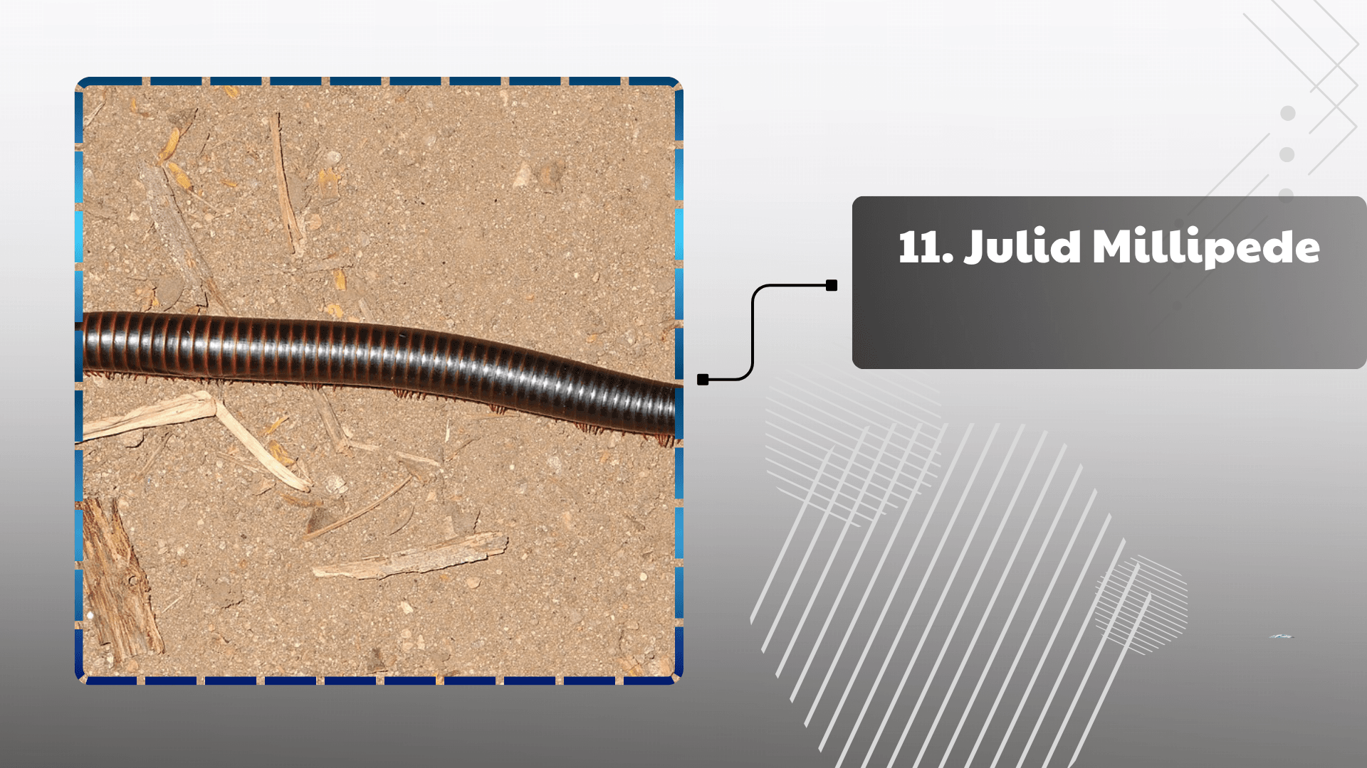 Julid Millipede