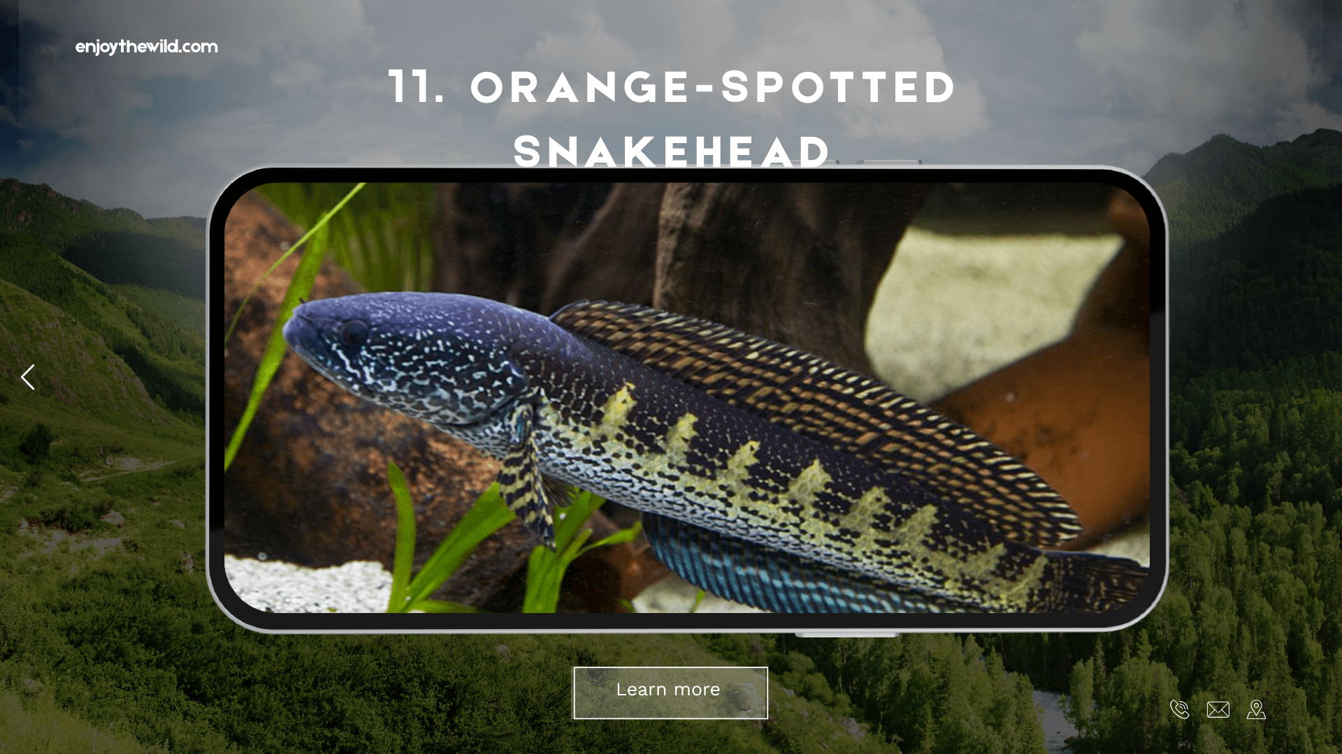 Orange-Spotted Snakehead