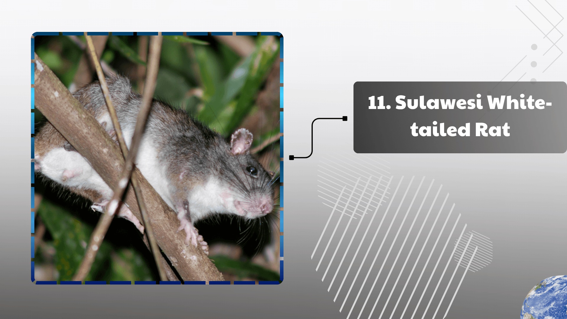Sulawesi White-tailed Rat