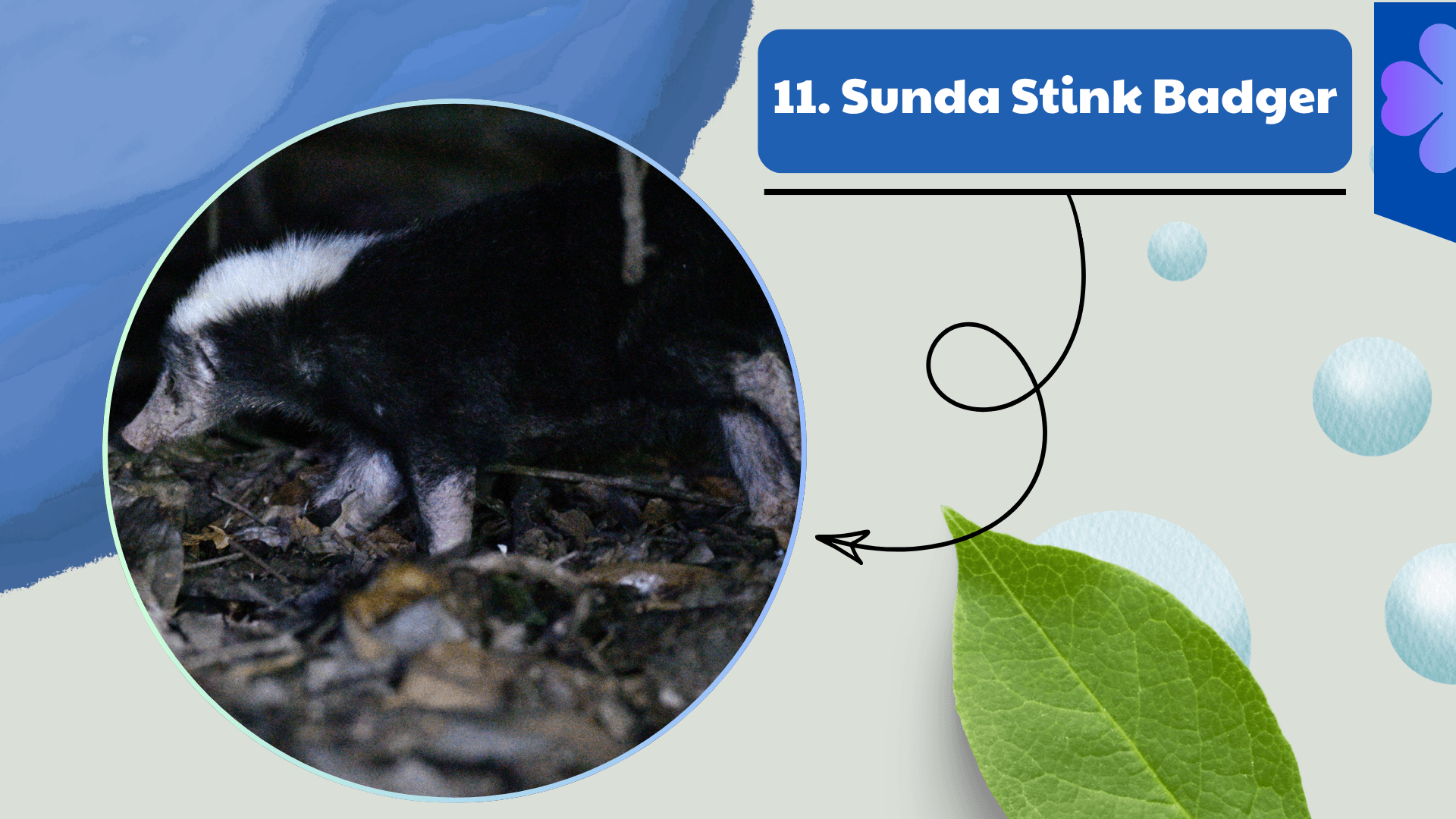 Sunda Stink Badger