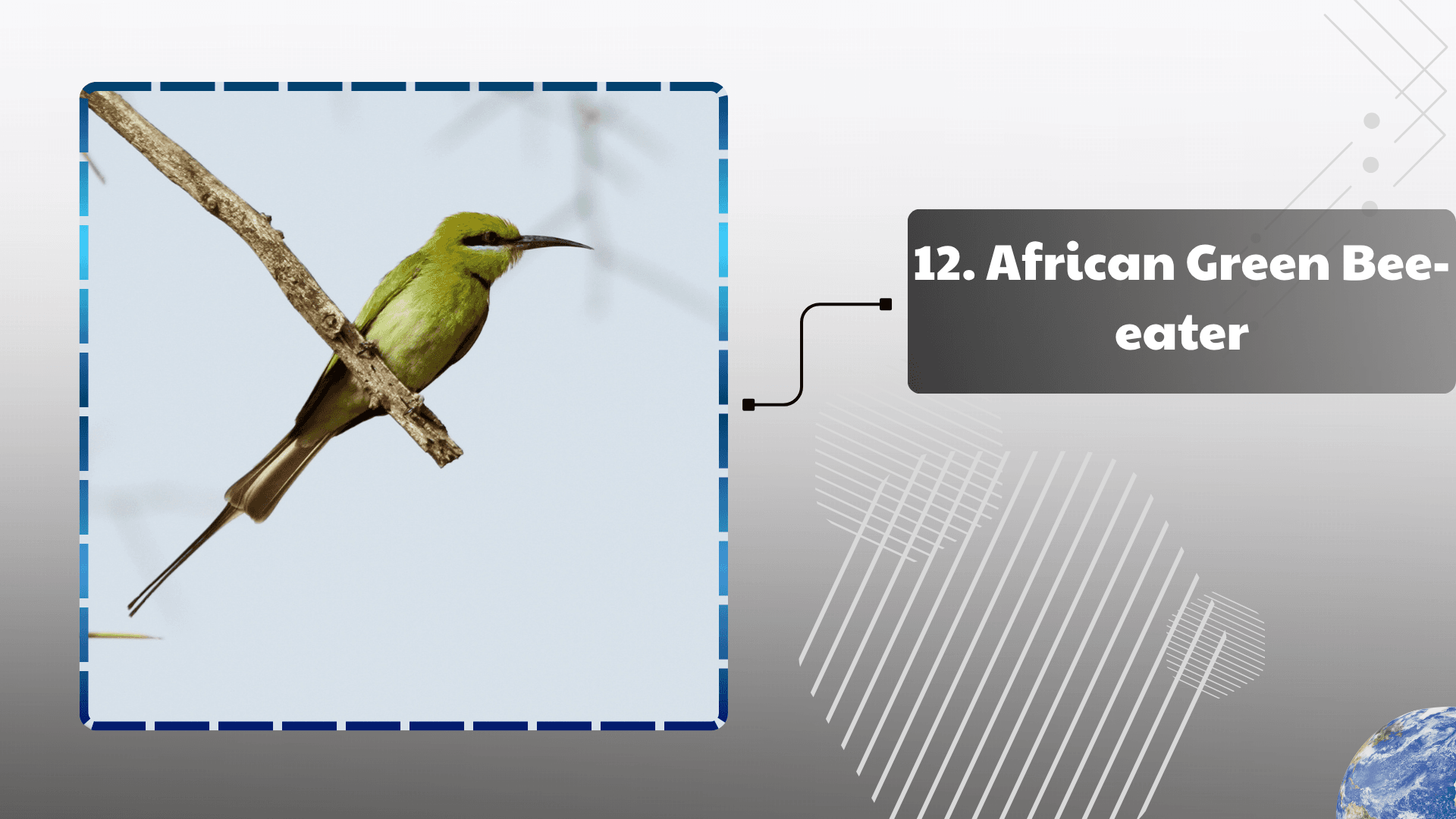 African Green Bee-eater