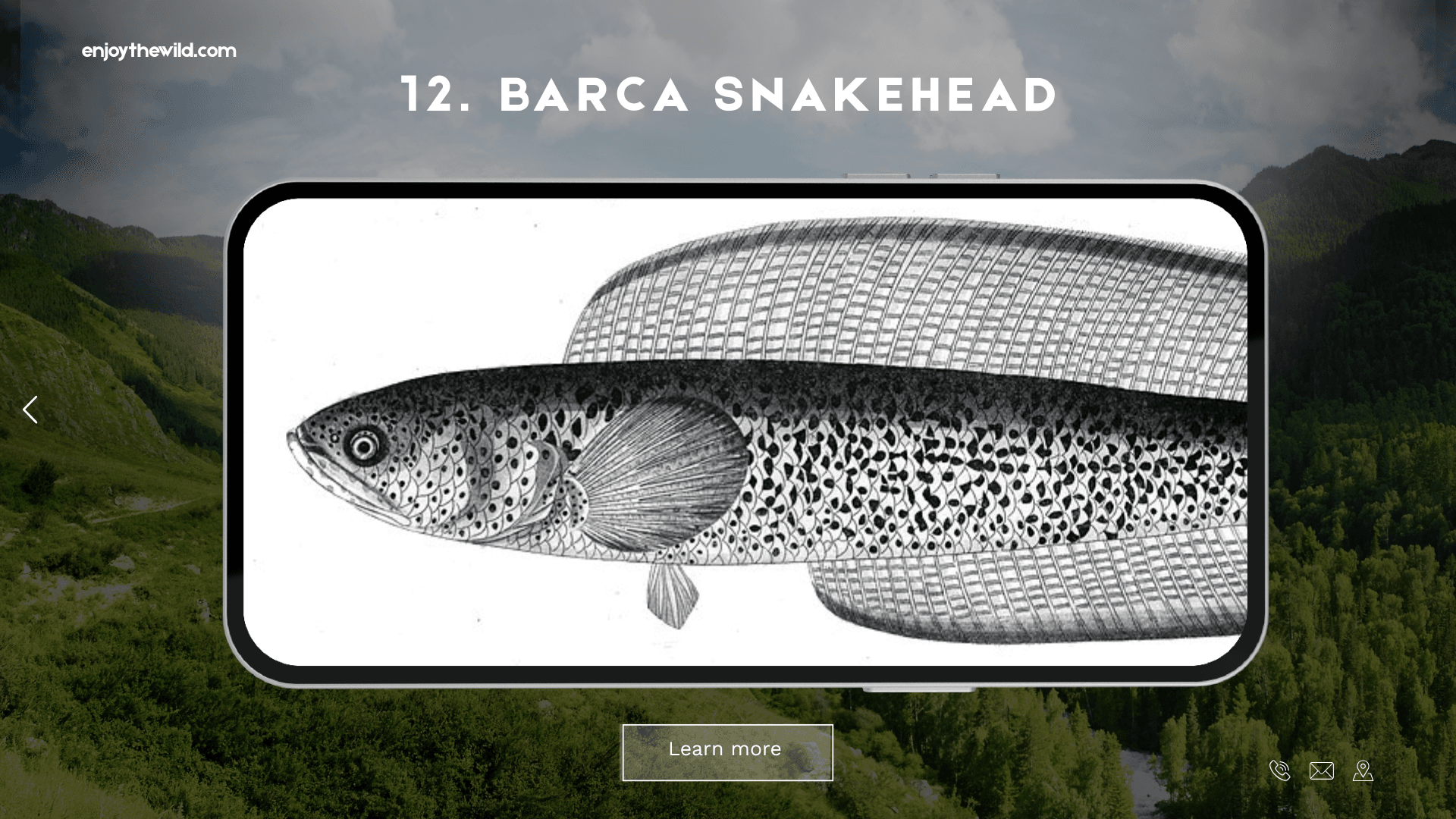 Barca Snakehead
