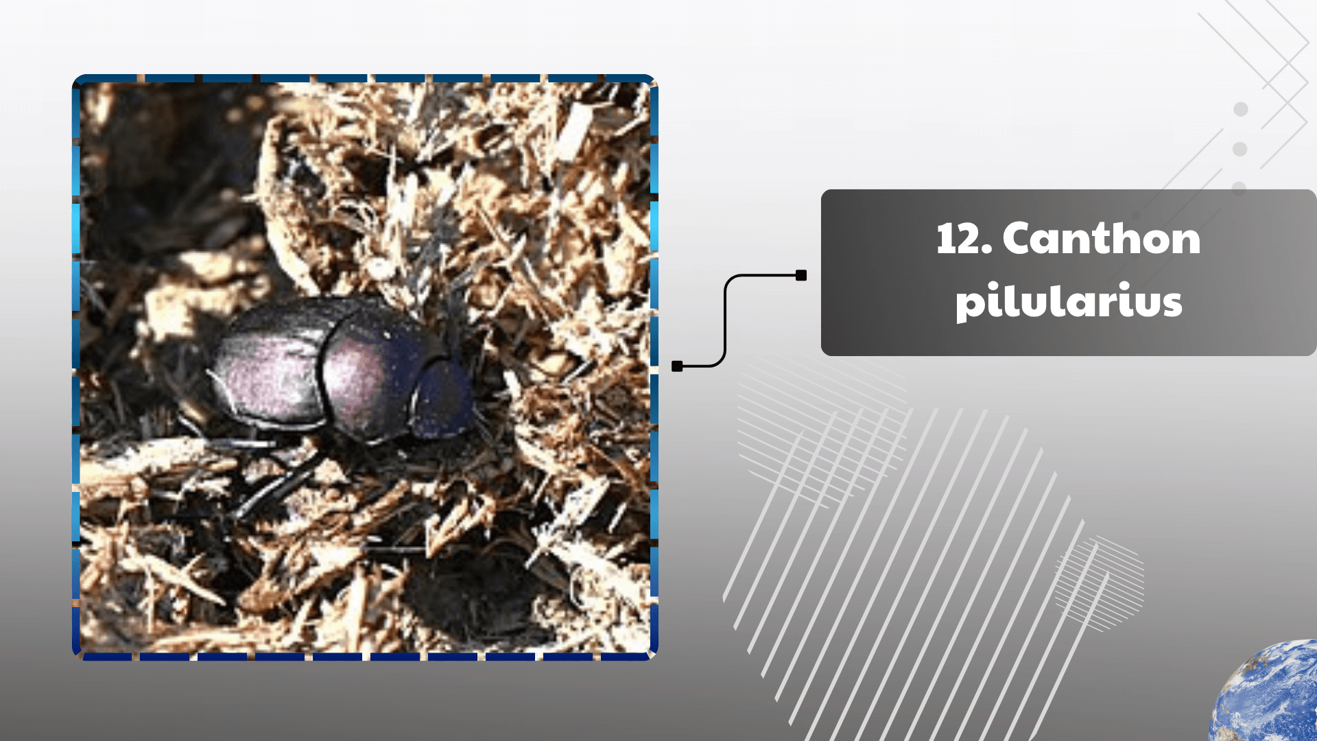 Canthon pilularius