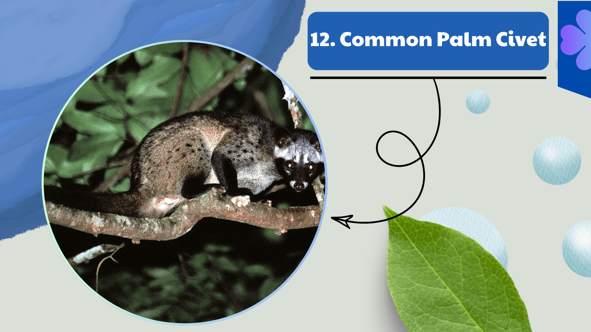 Common Palm Civet