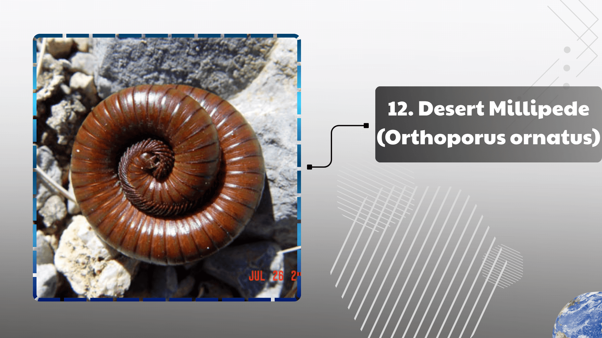 Desert Millipede