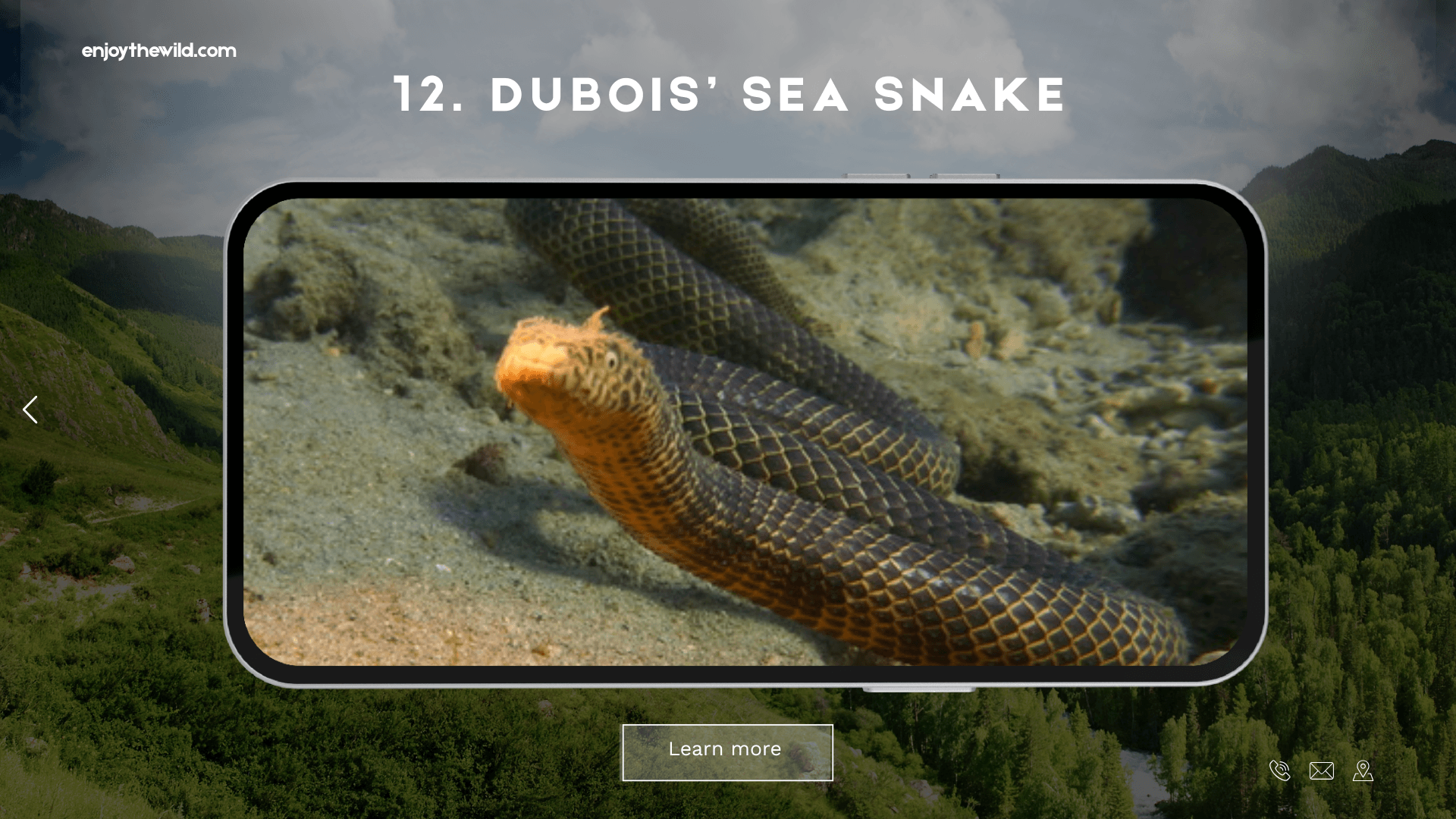 Dubois’ Sea Snake