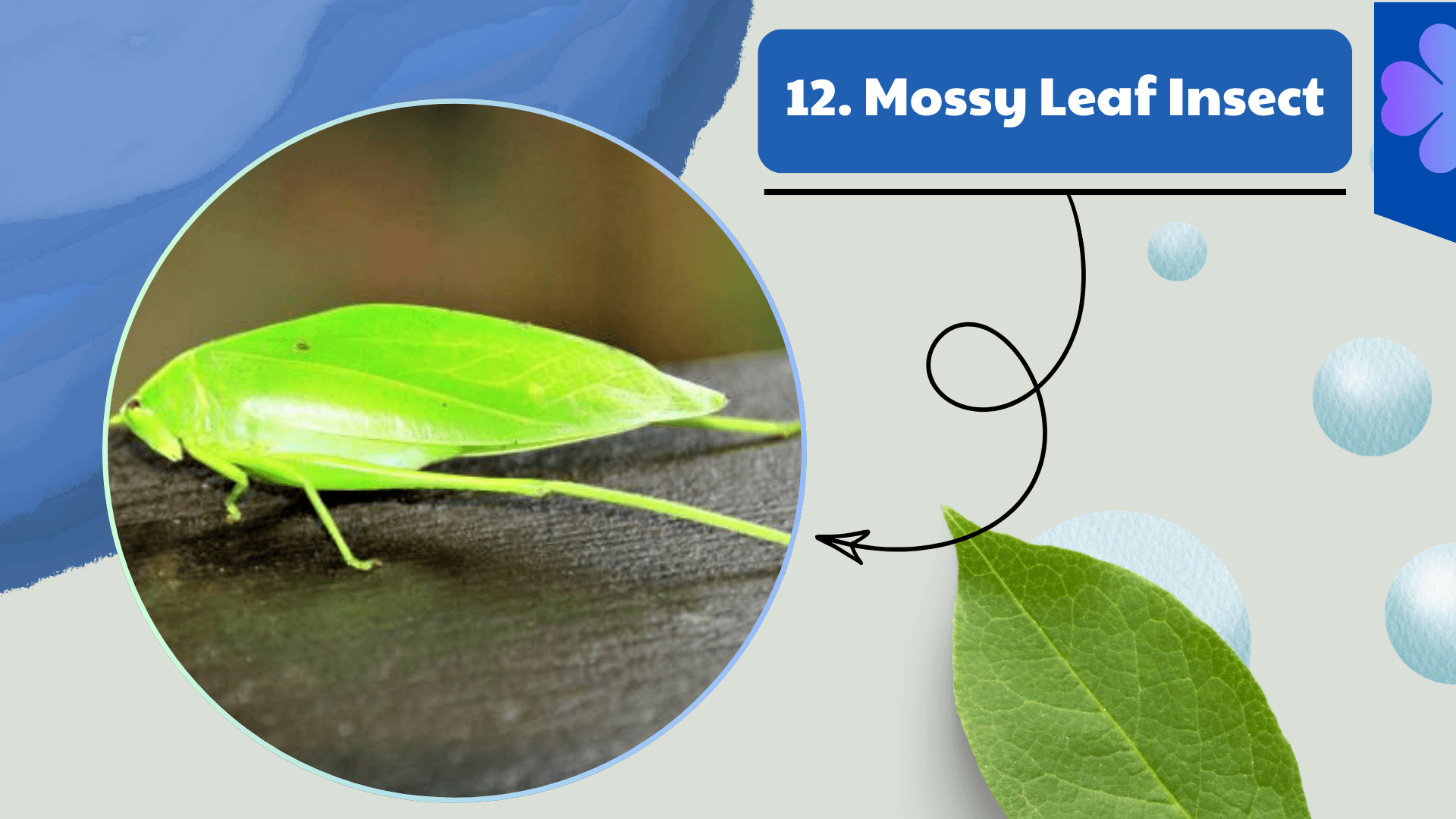 Mossy Leaf Insect