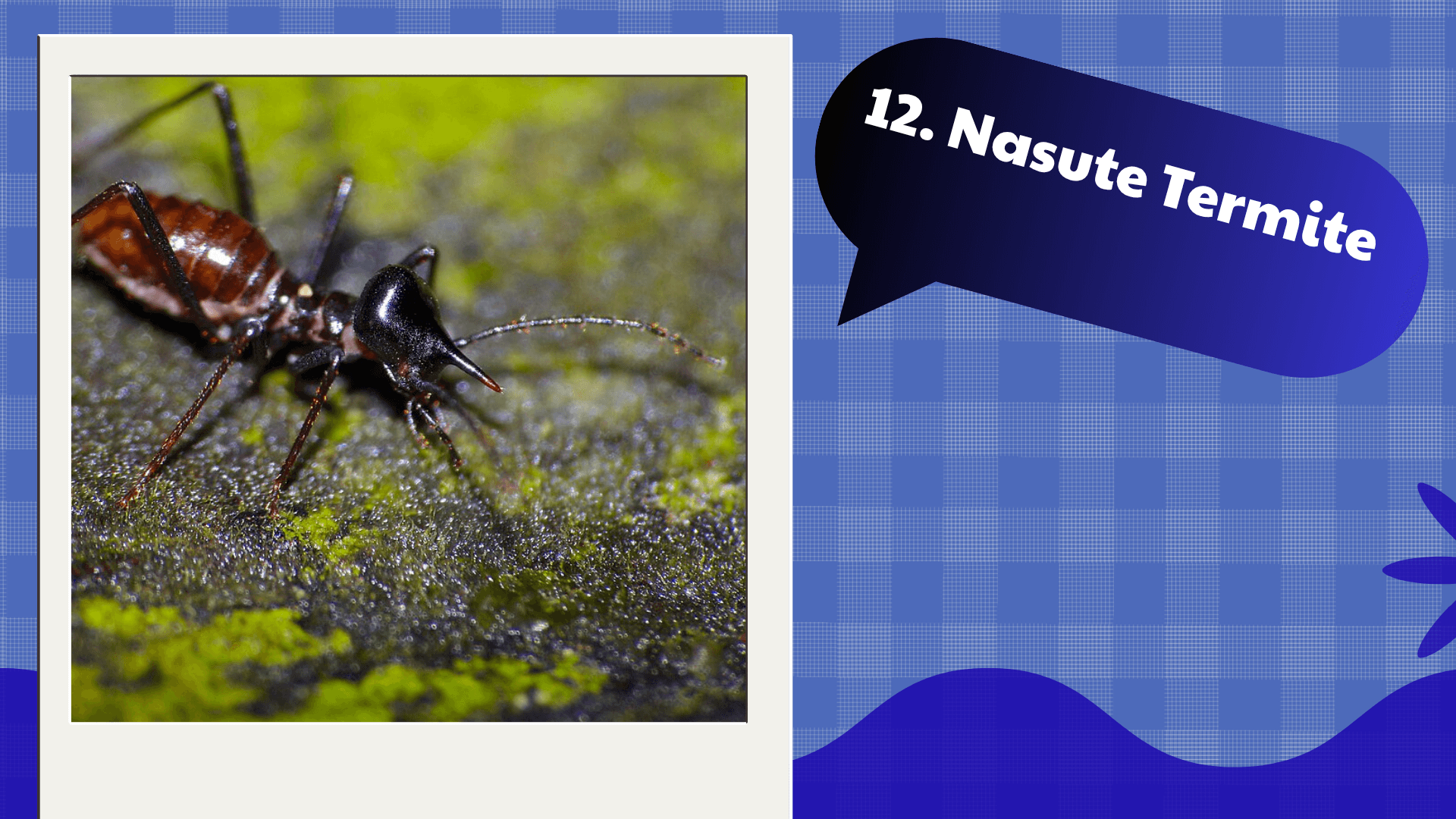 Nasute Termite