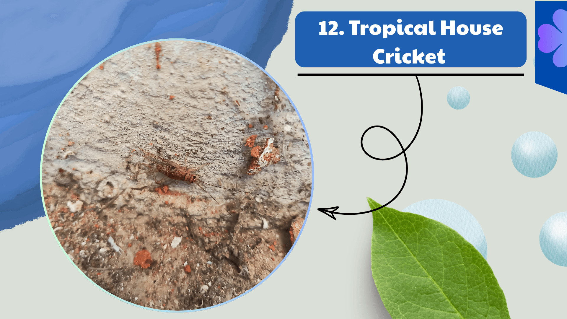 Tropical House Cricket