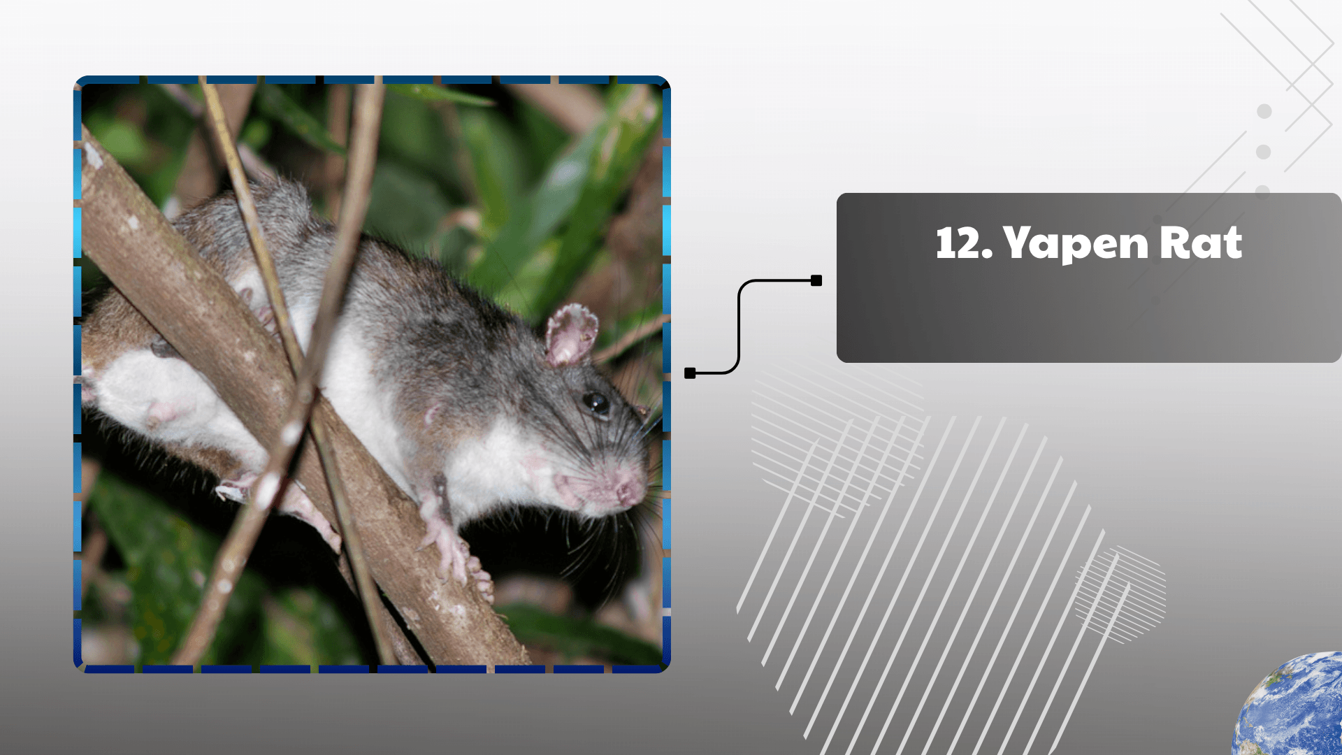Yapen Rat