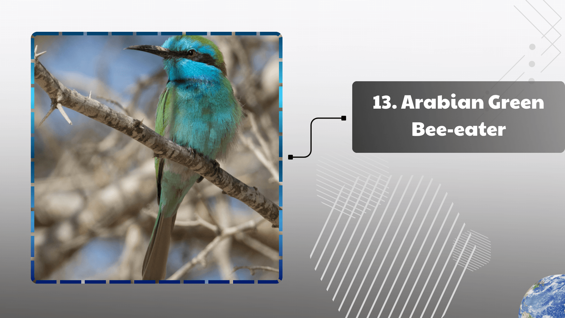 Arabian Green Bee-eater