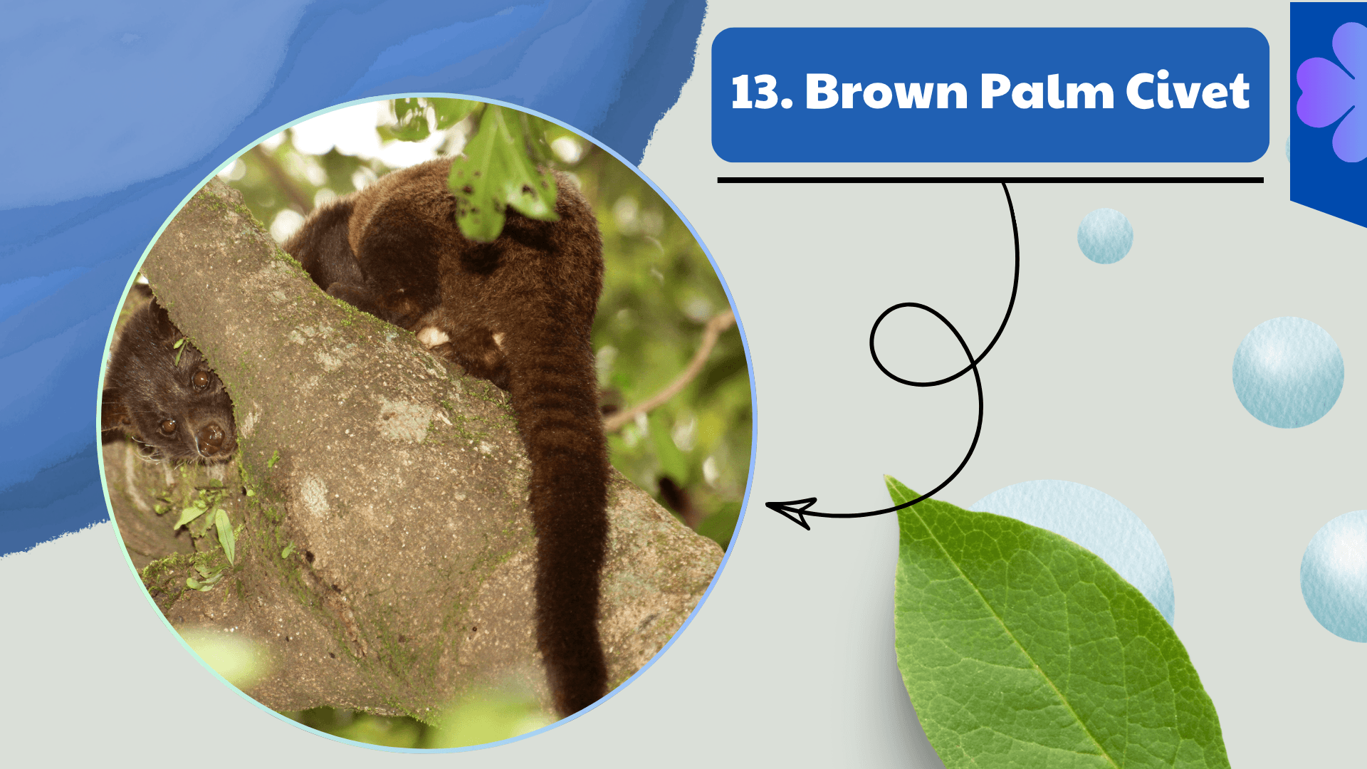 Brown Palm Civet