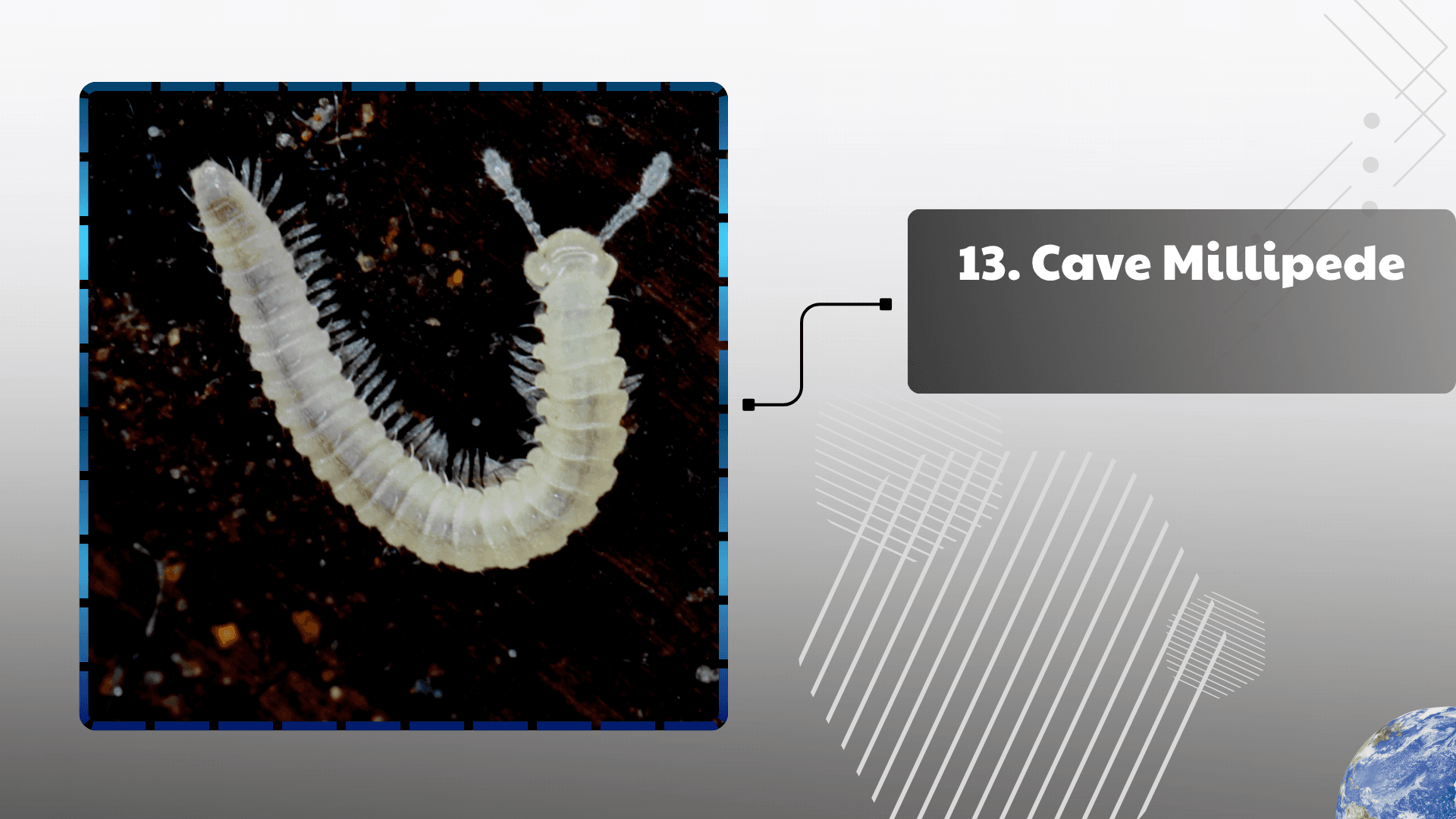 Cave Millipede