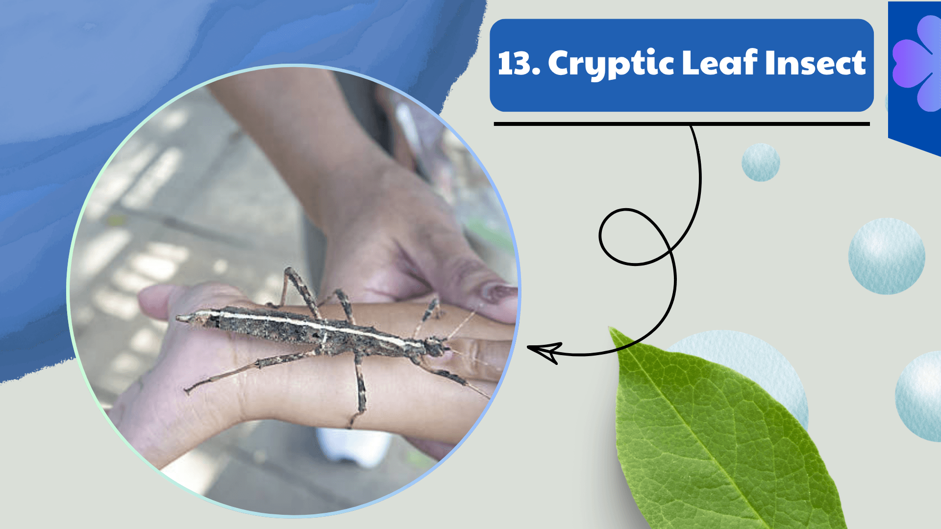 Cryptic Leaf Insect