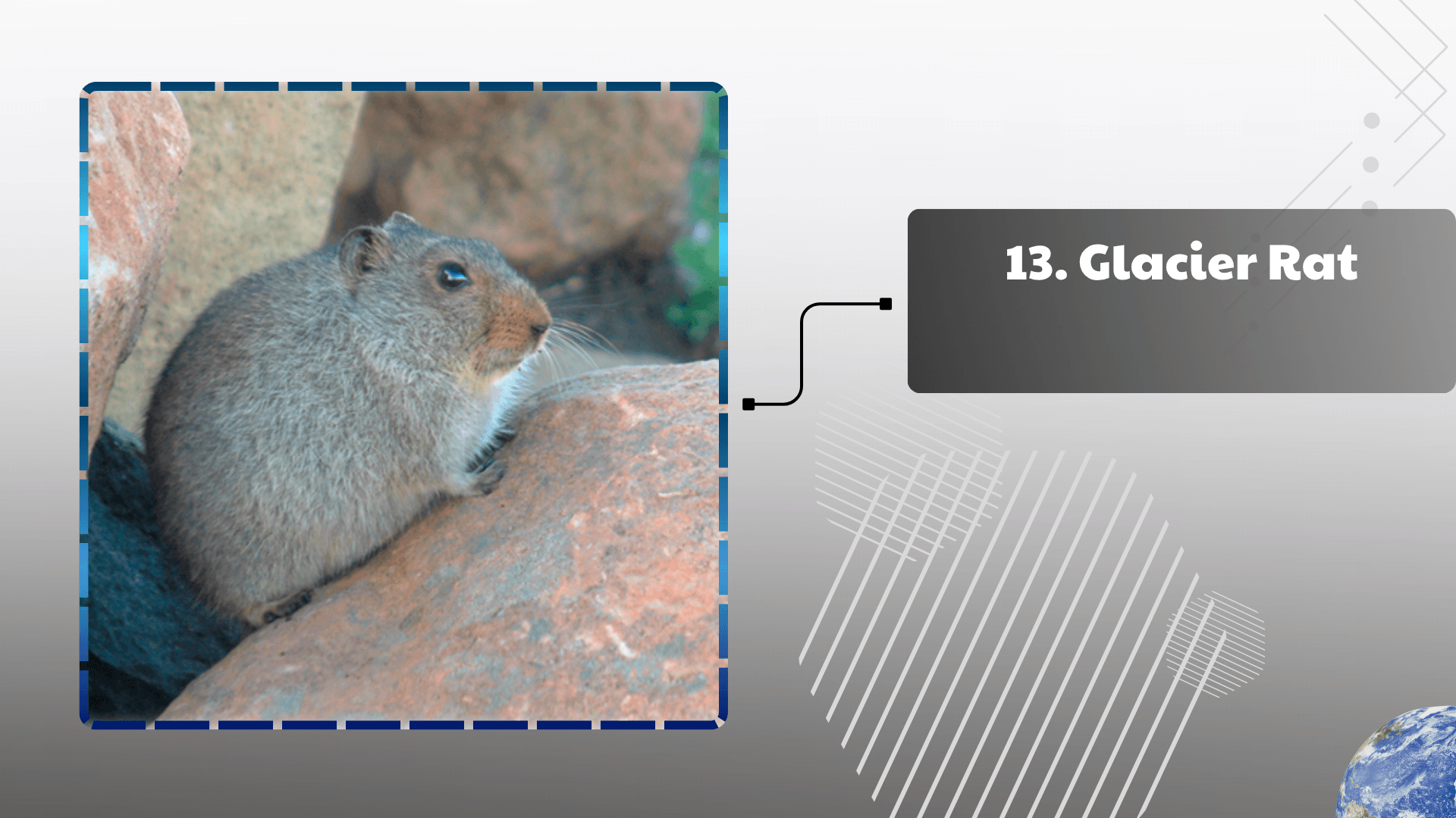 Glacier Rat