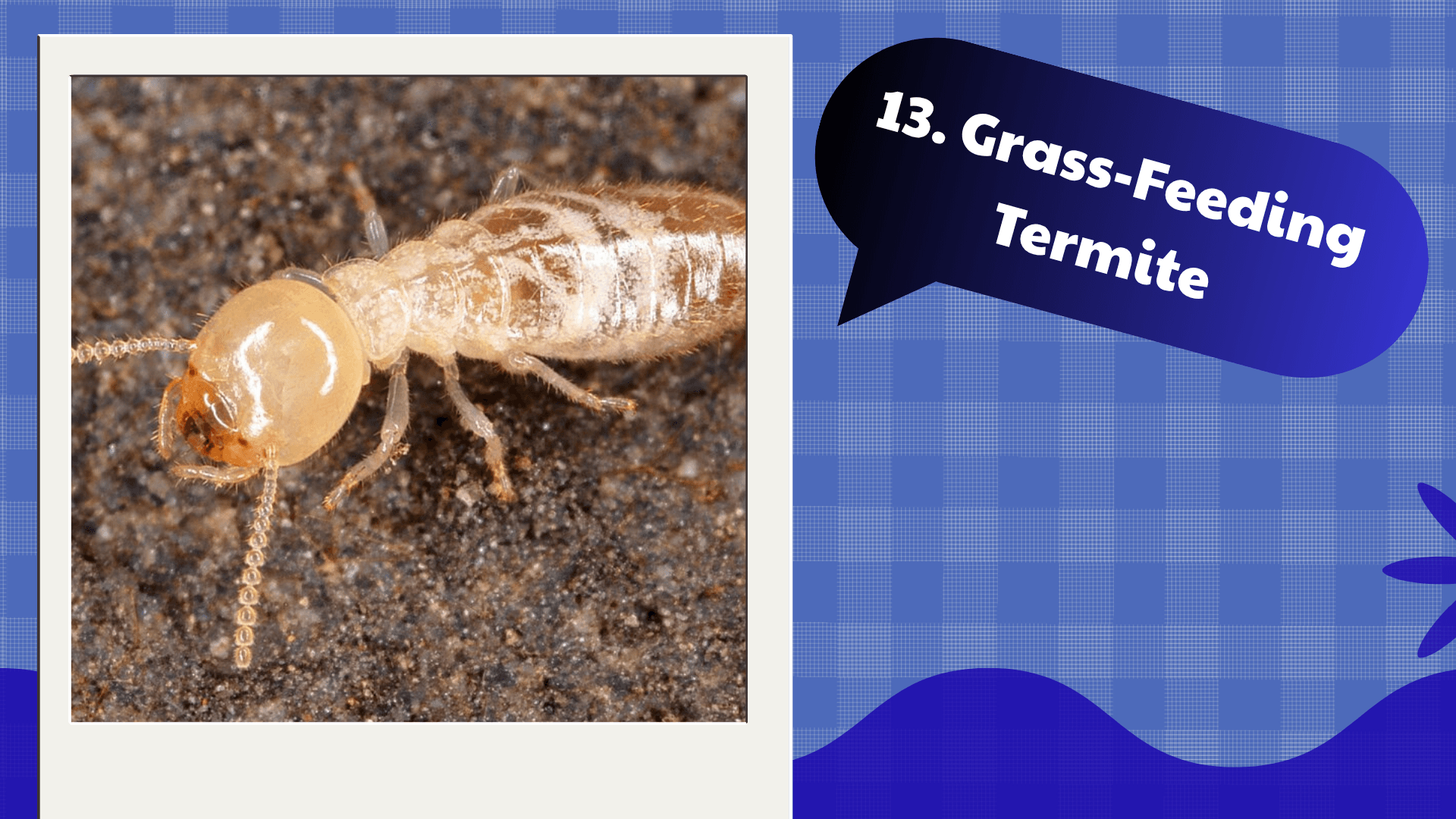 Grass-Feeding Termite