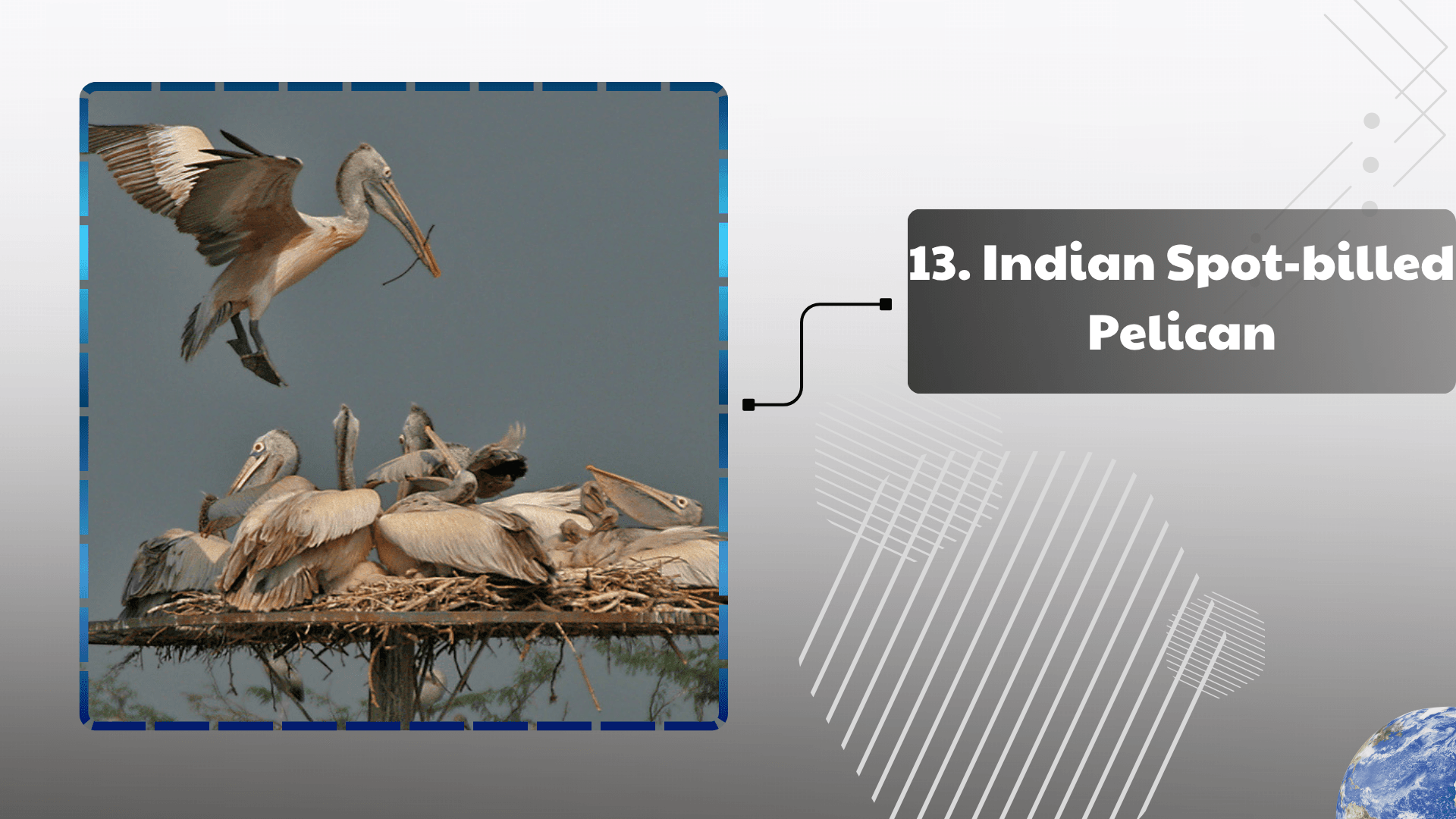 Indian Spot-billed Pelican