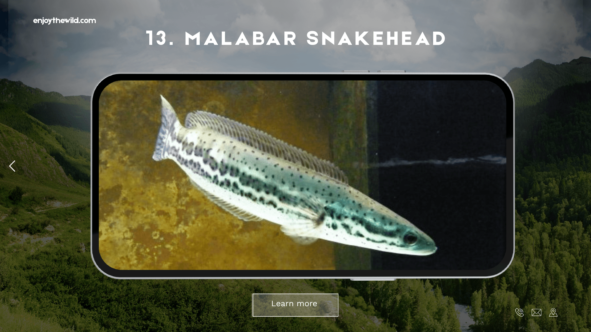 Malabar Snakehead