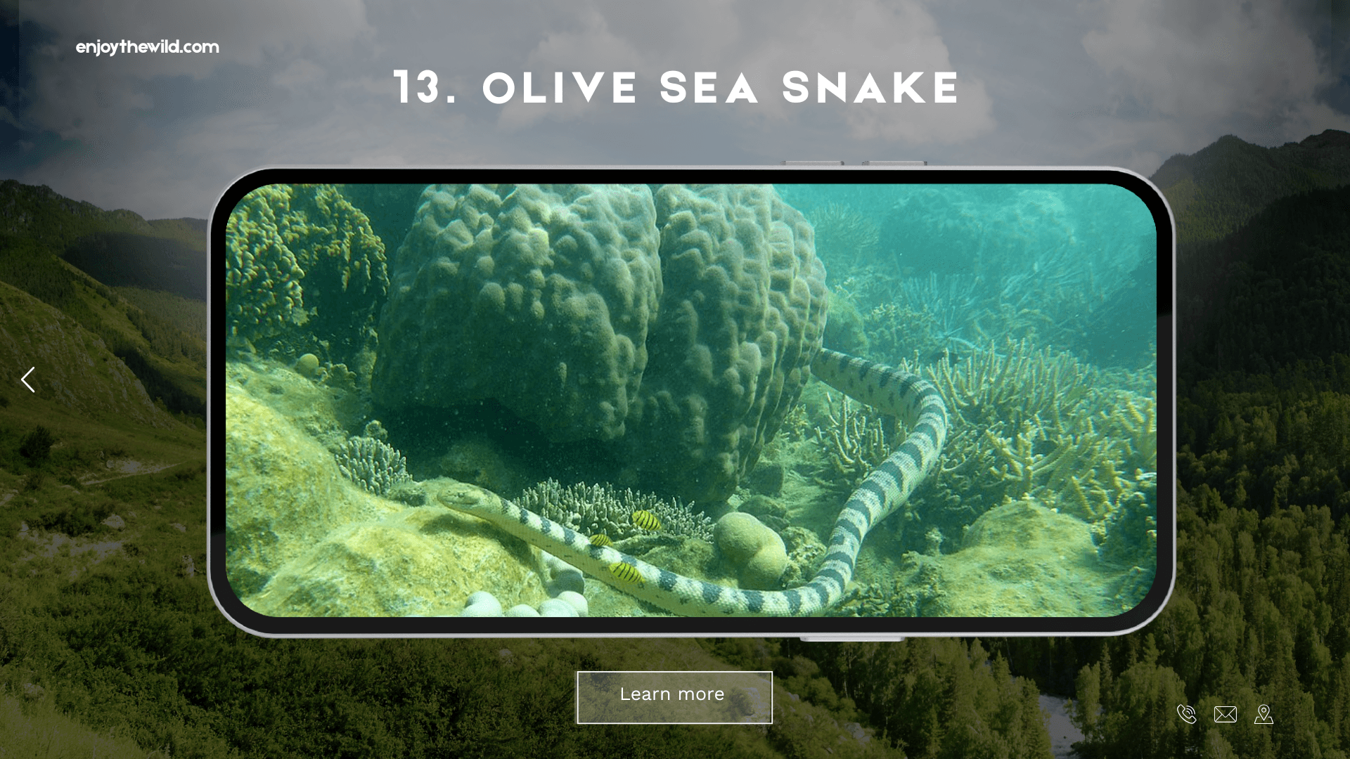 Olive Sea Snake
