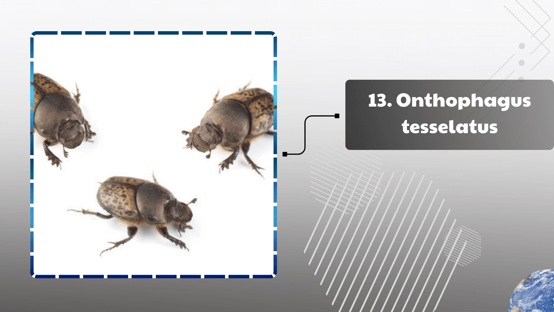 Onthophagus tesselatus