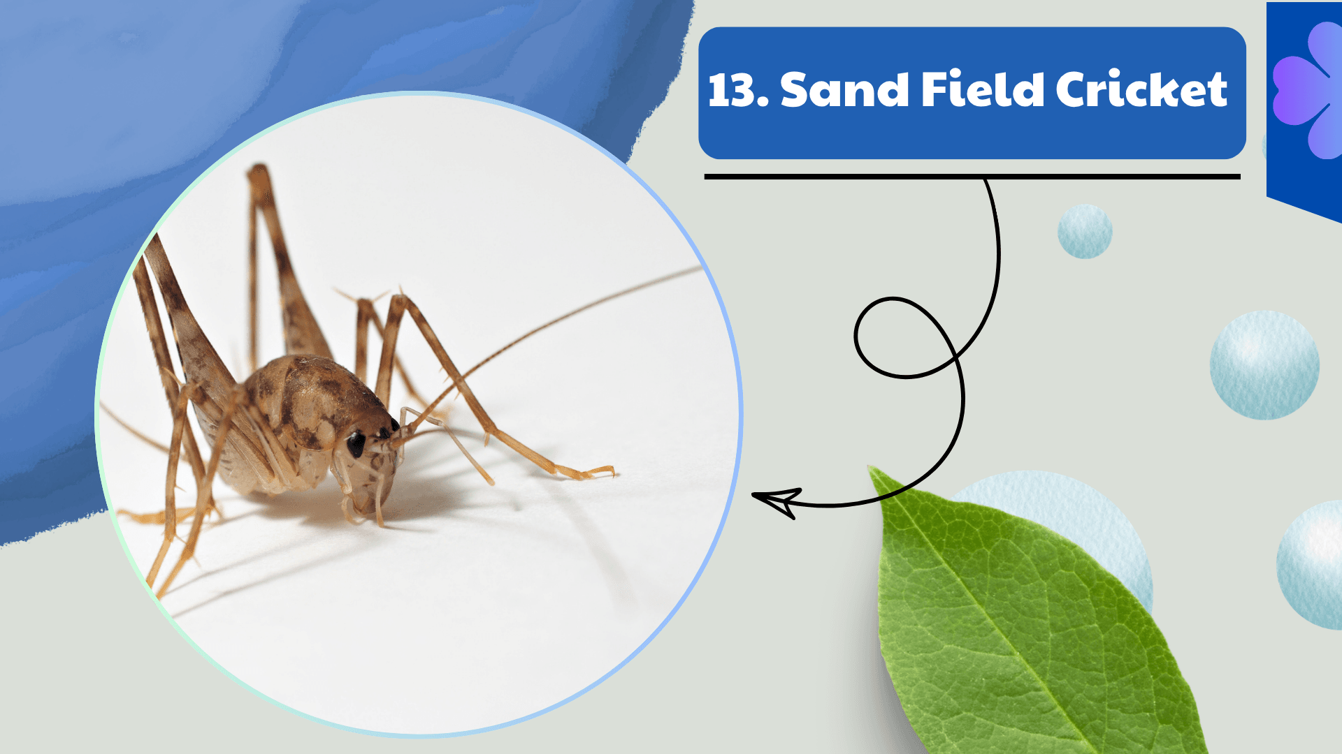 Sand Field Cricket