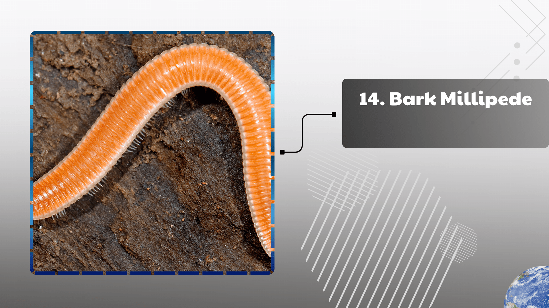 Bark Millipede