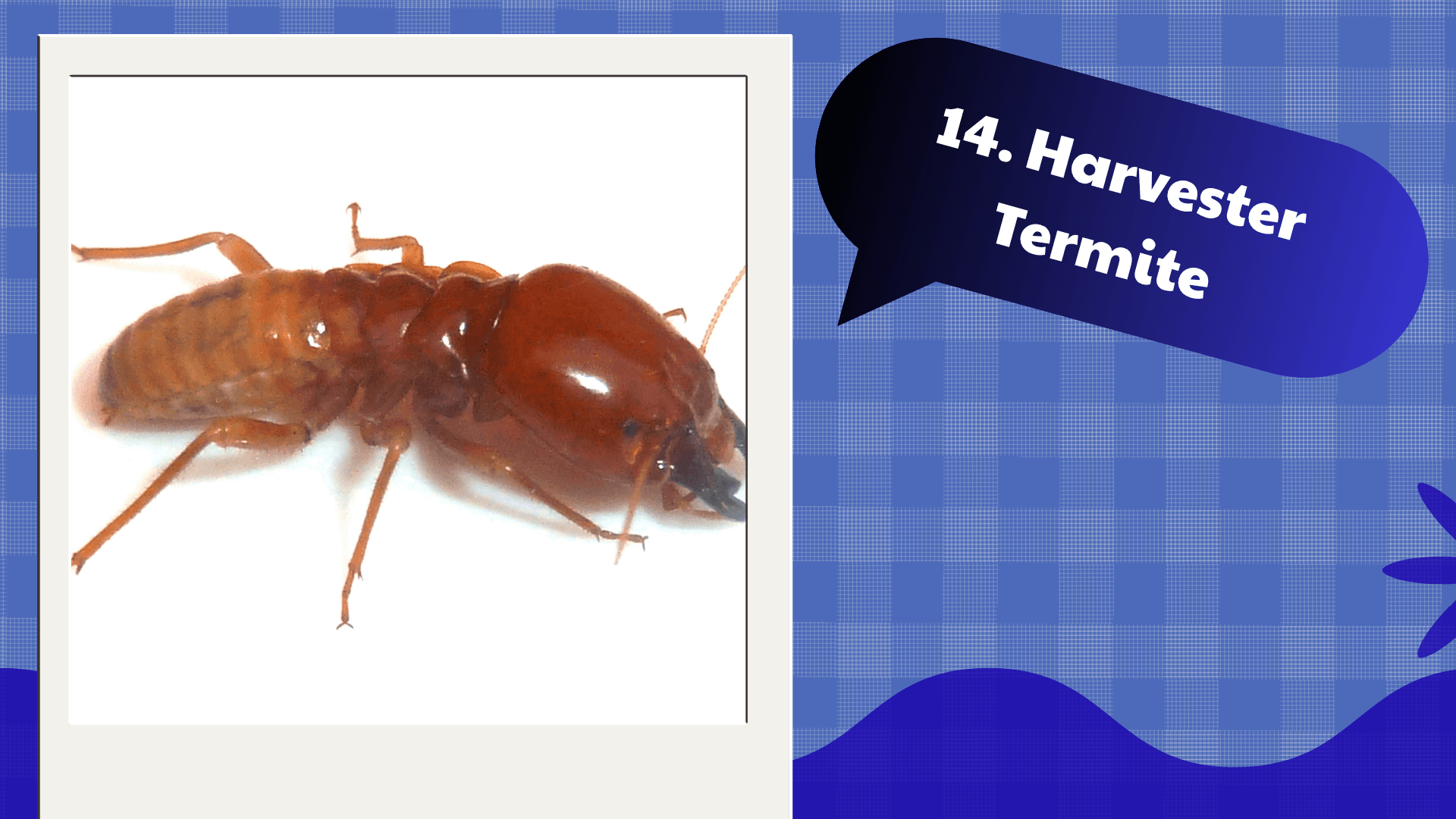 Harvester Termite