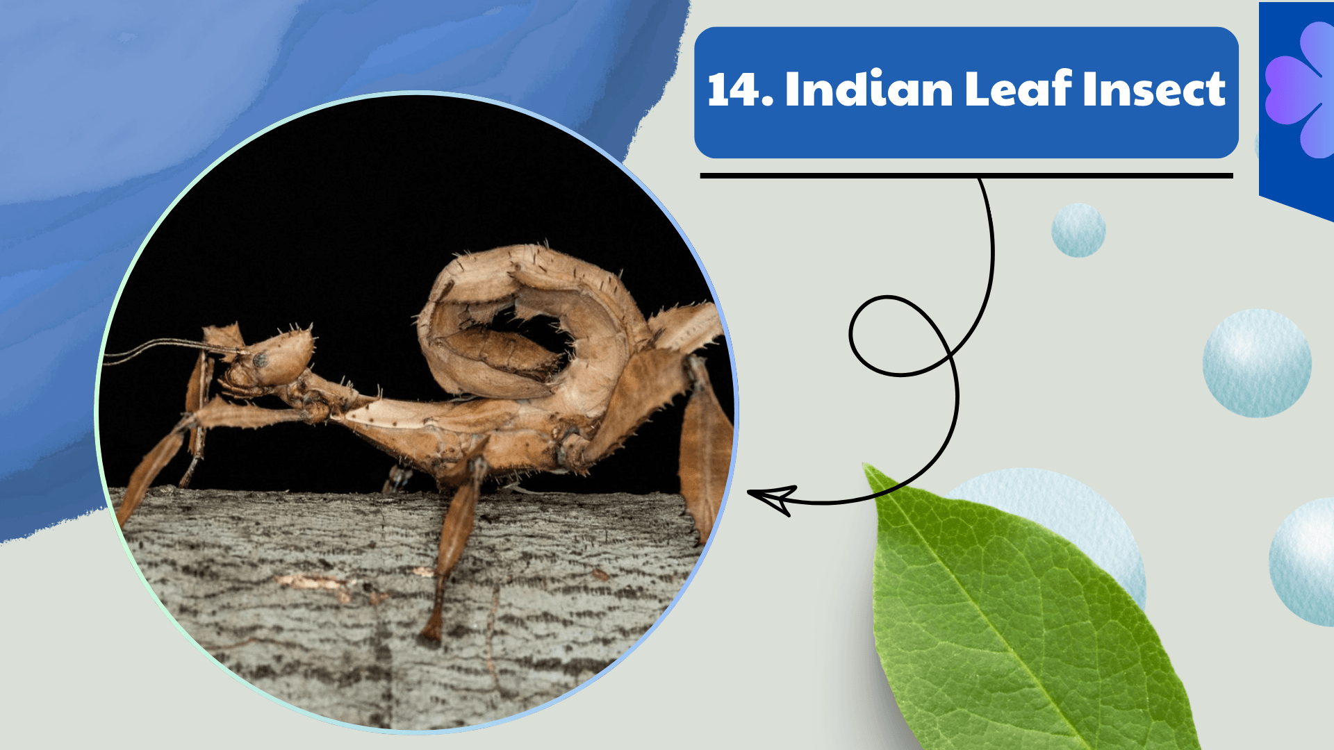 Indian Leaf Insect