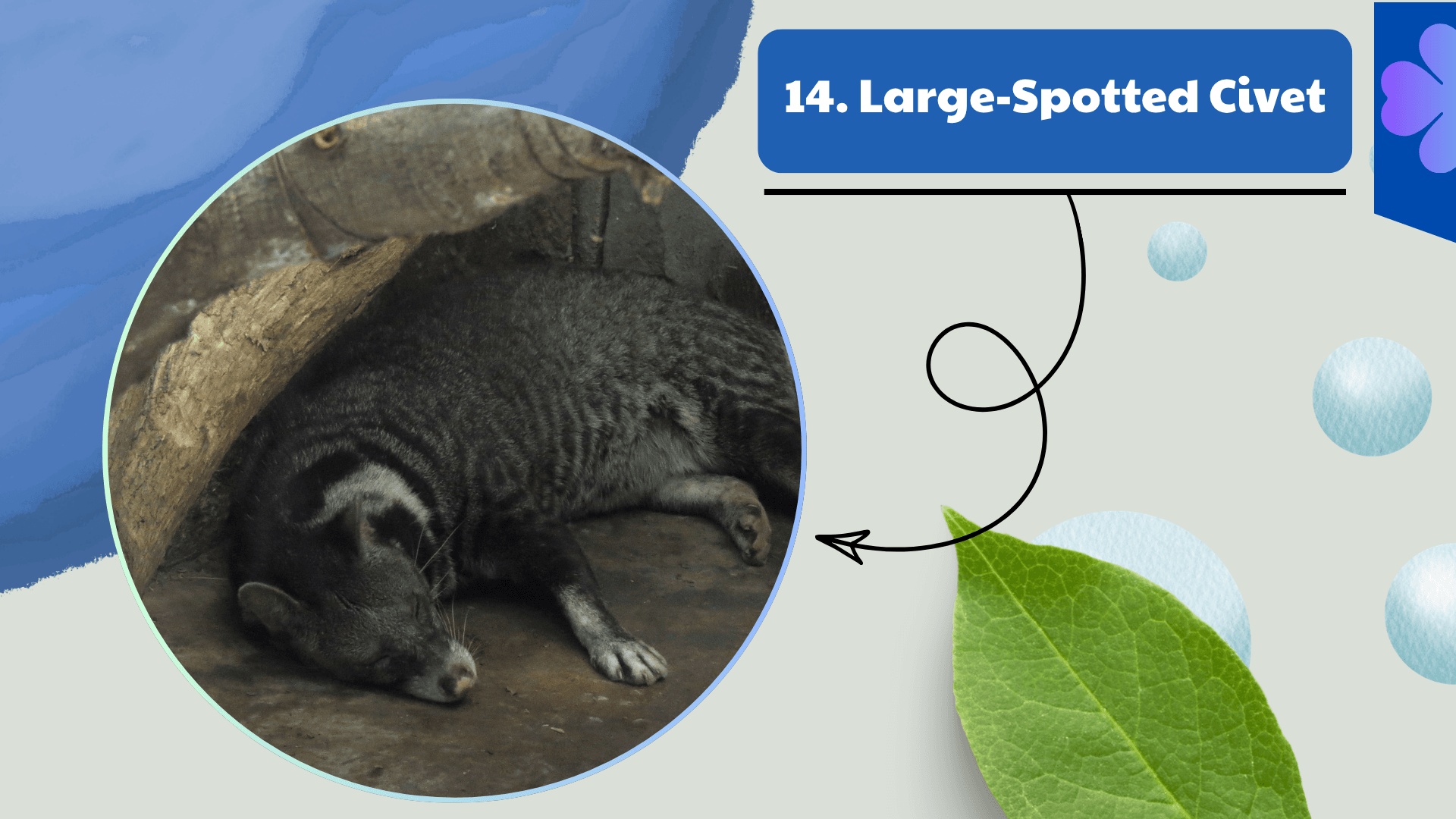Large-Spotted Civet