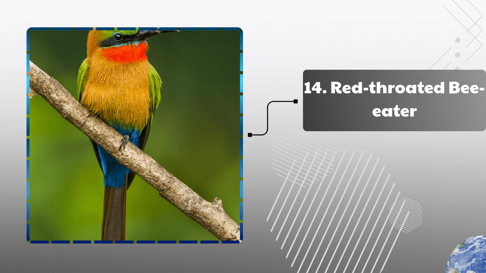 Red-throated Bee-eater

