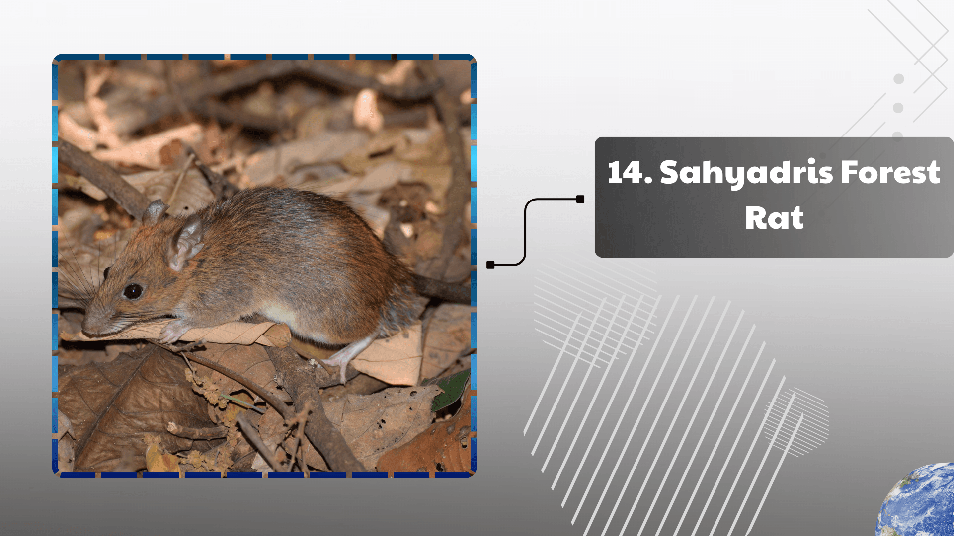 Sahyadris Forest Rat
