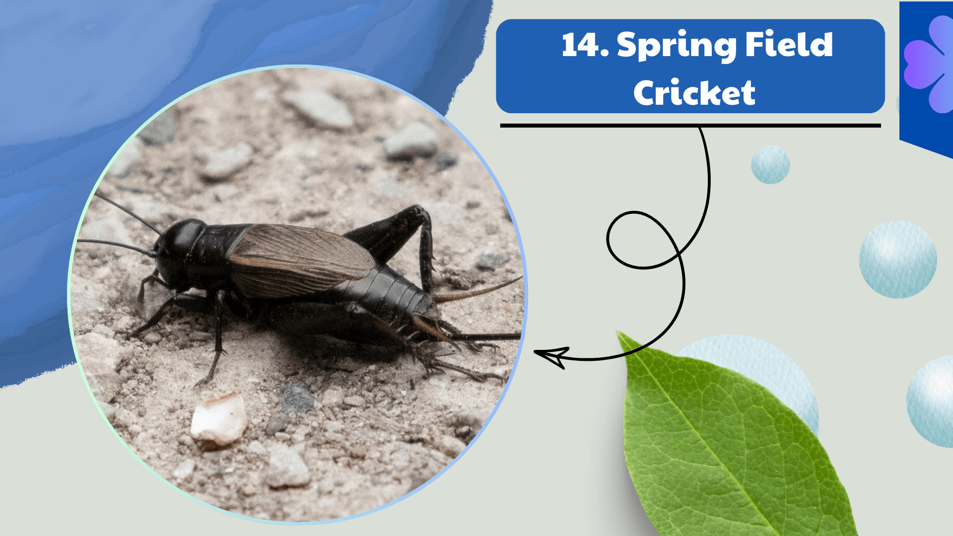 Spring Field Cricket