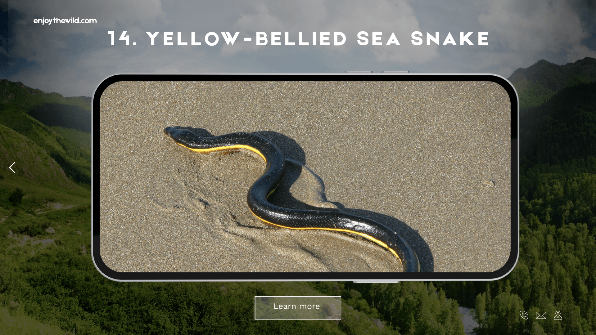 Yellow-Bellied Sea Snake