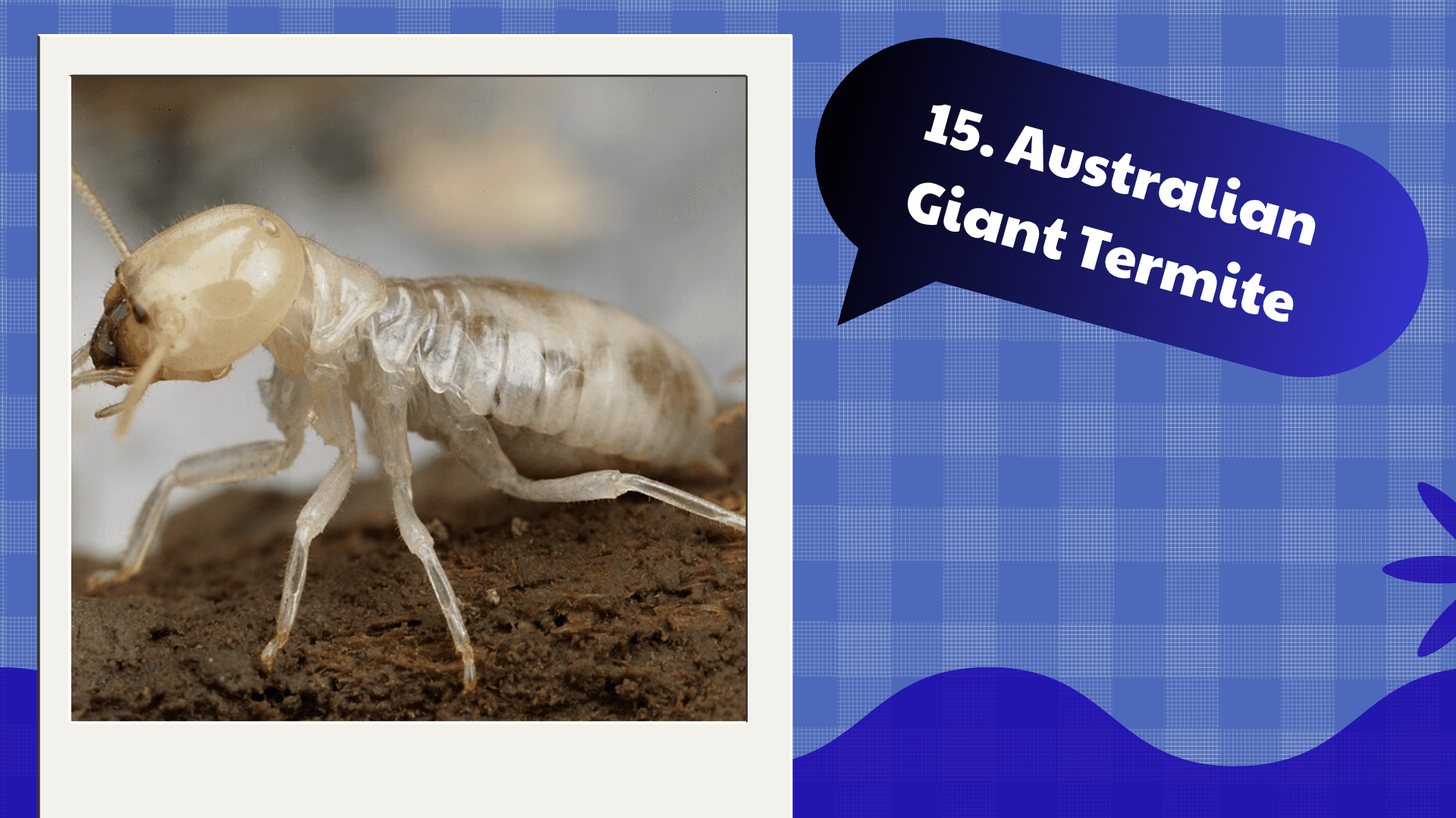 Australian Giant Termite