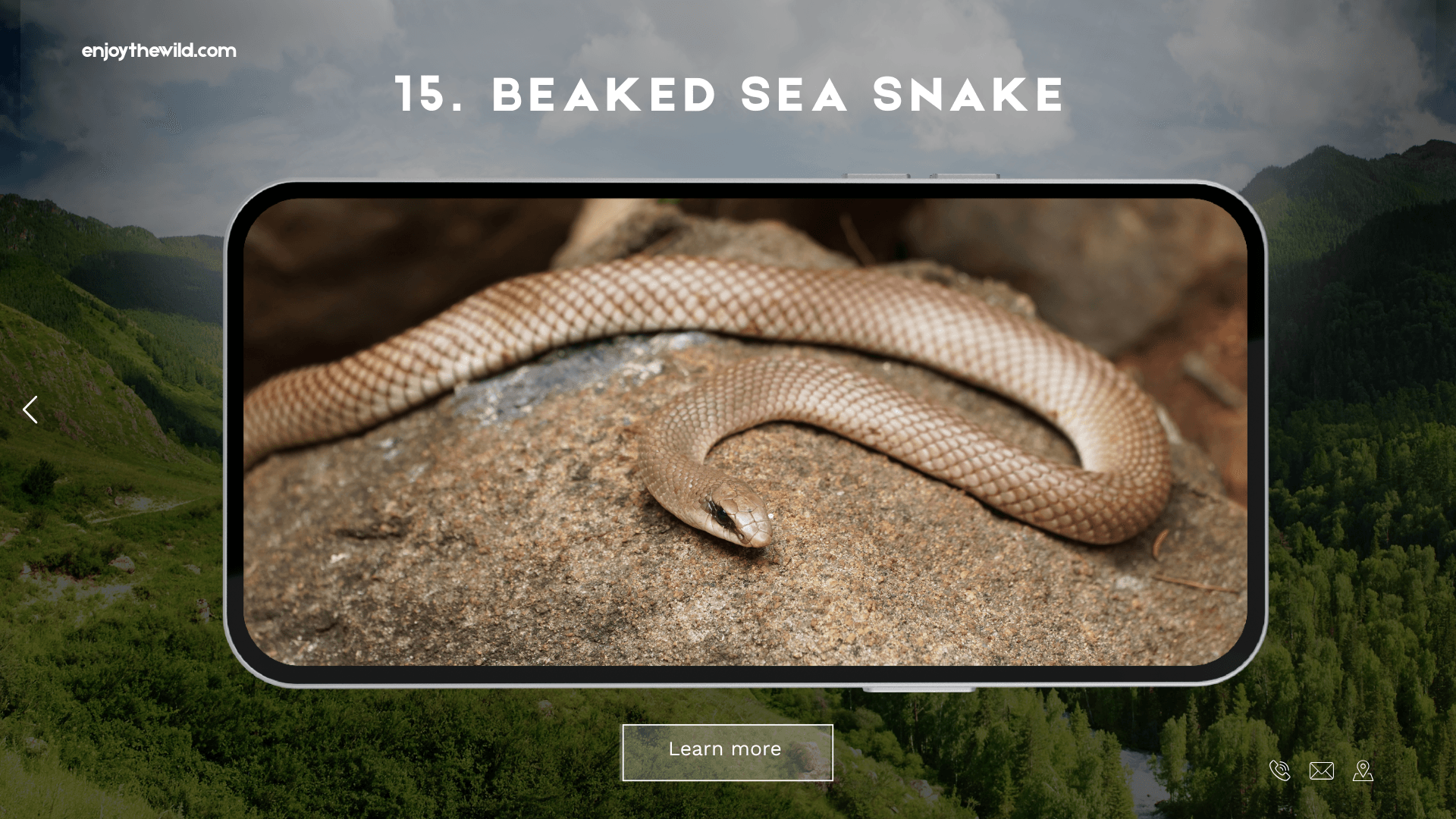Beaked Sea Snake