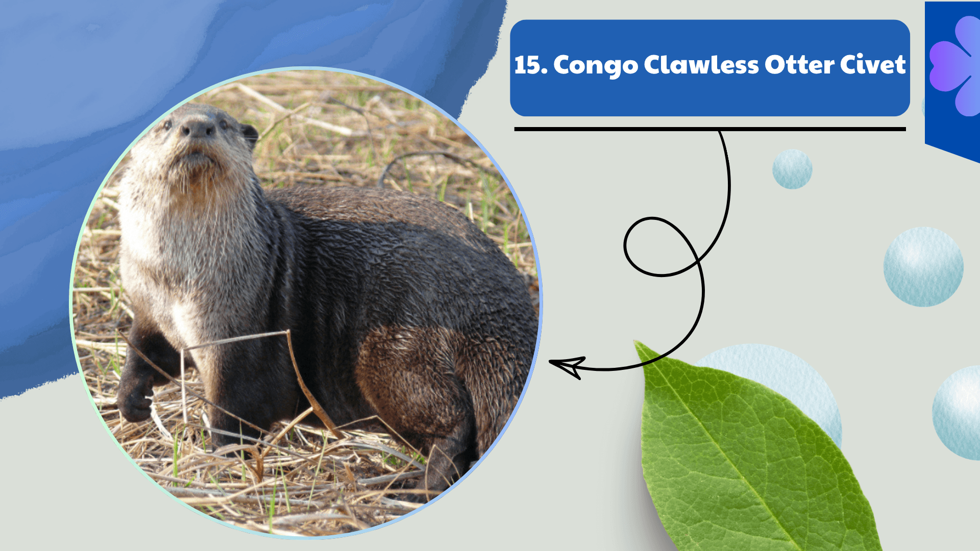 Congo Clawless Otter Civet