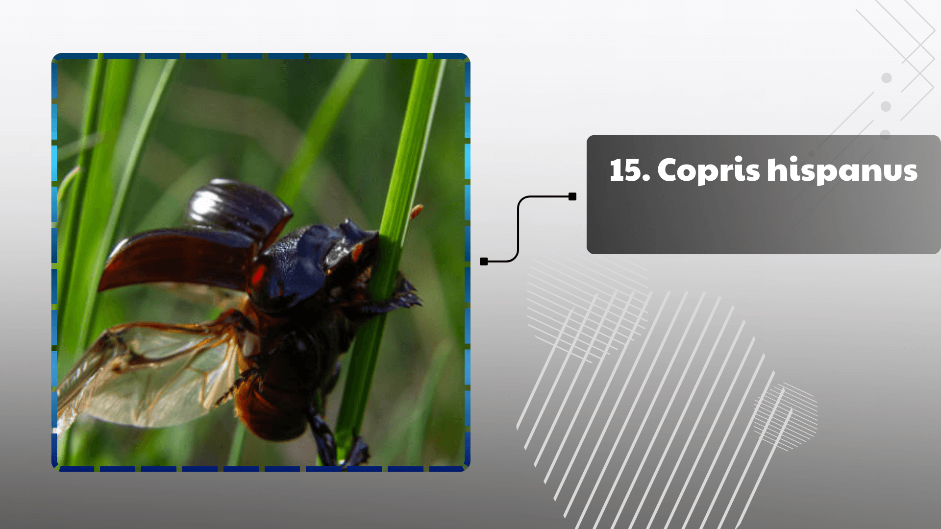 Copris hispanus
