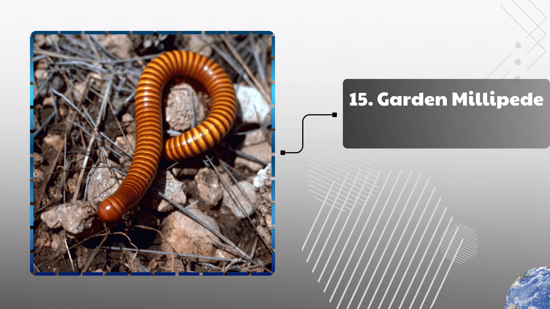 Garden Millipede