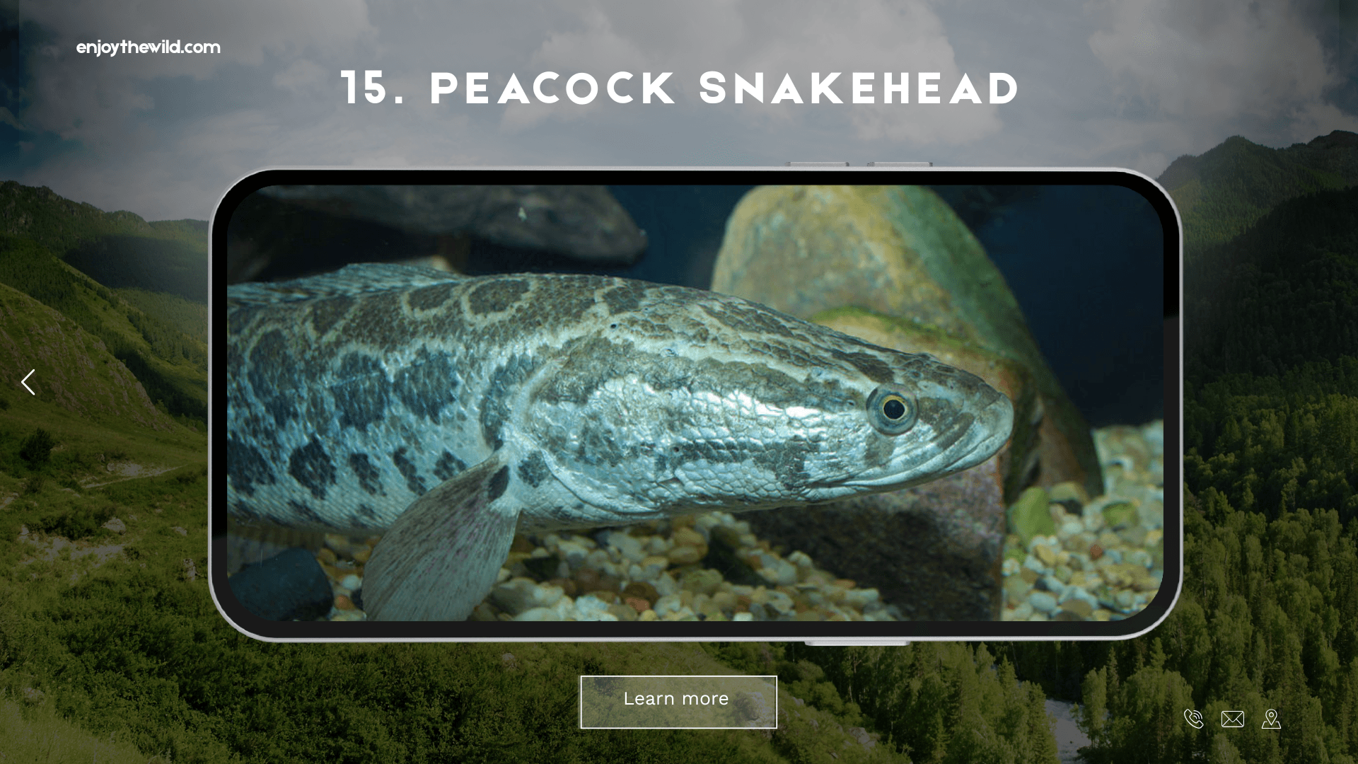 Peacock Snakehead