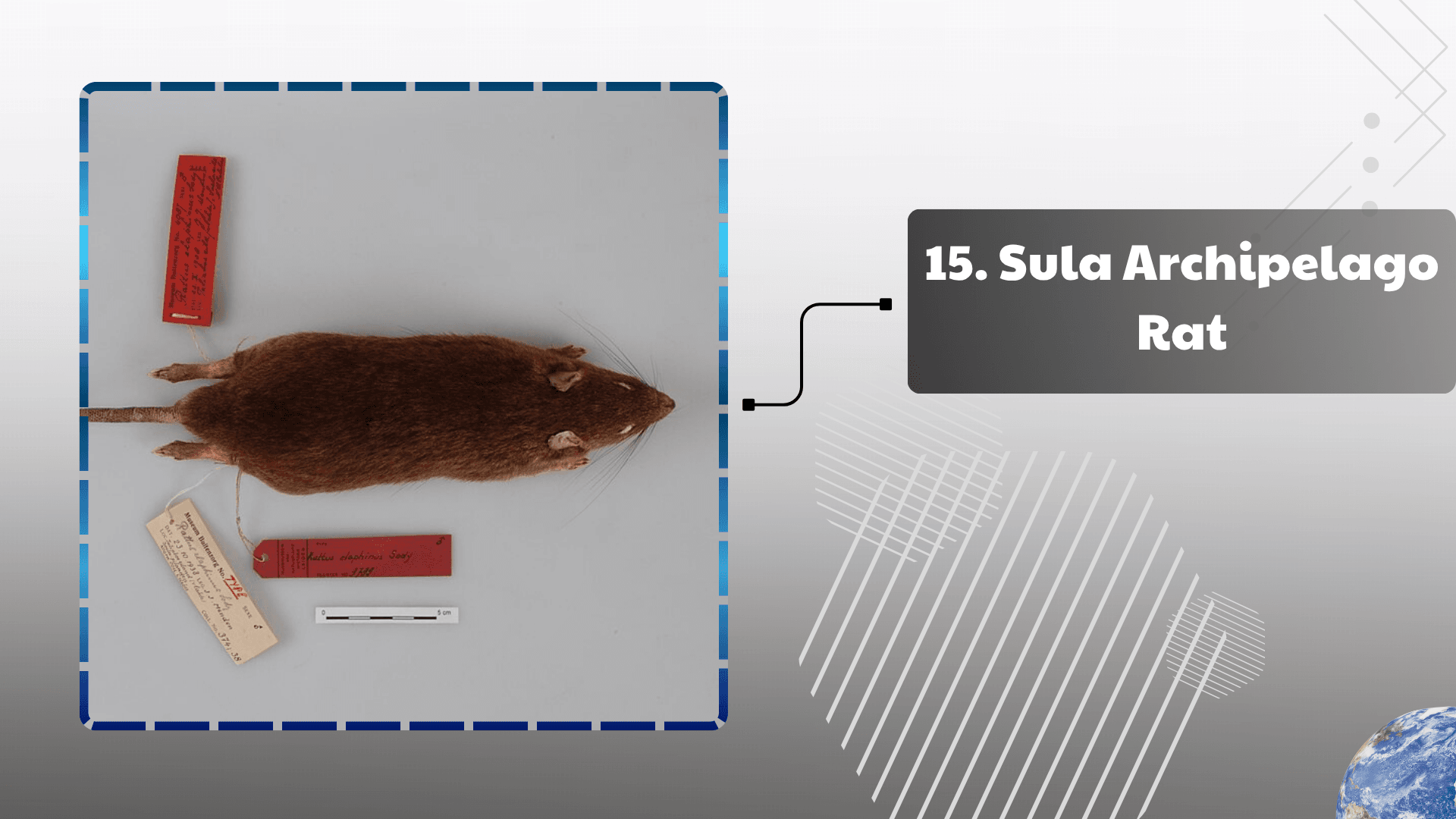 Sula Archipelago Rat
