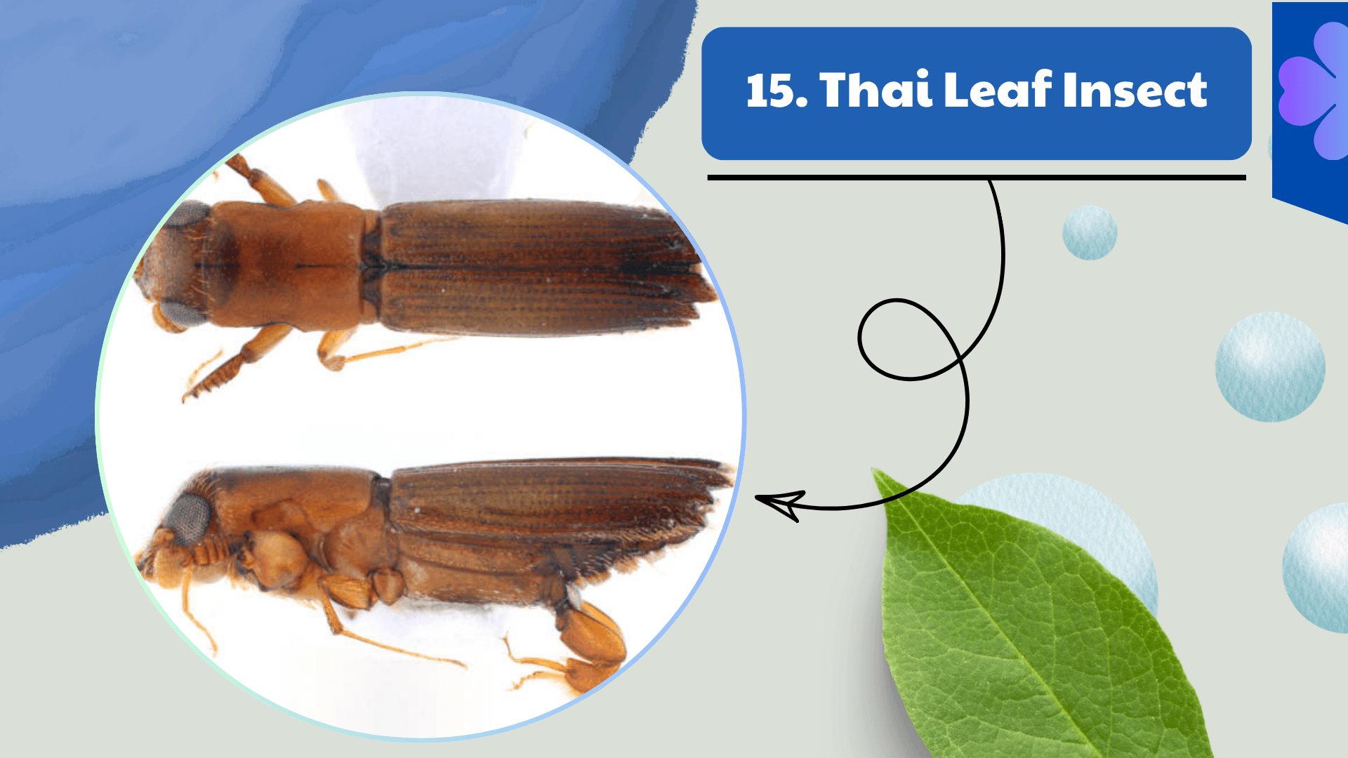 Thai Leaf Insect