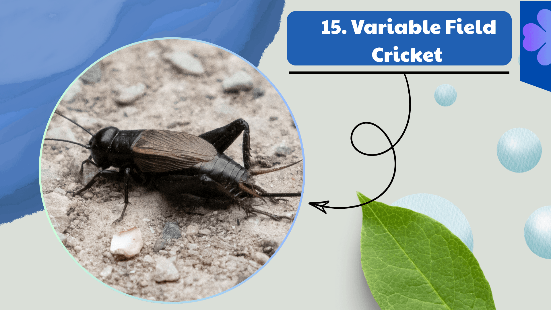 Variable Field Cricket