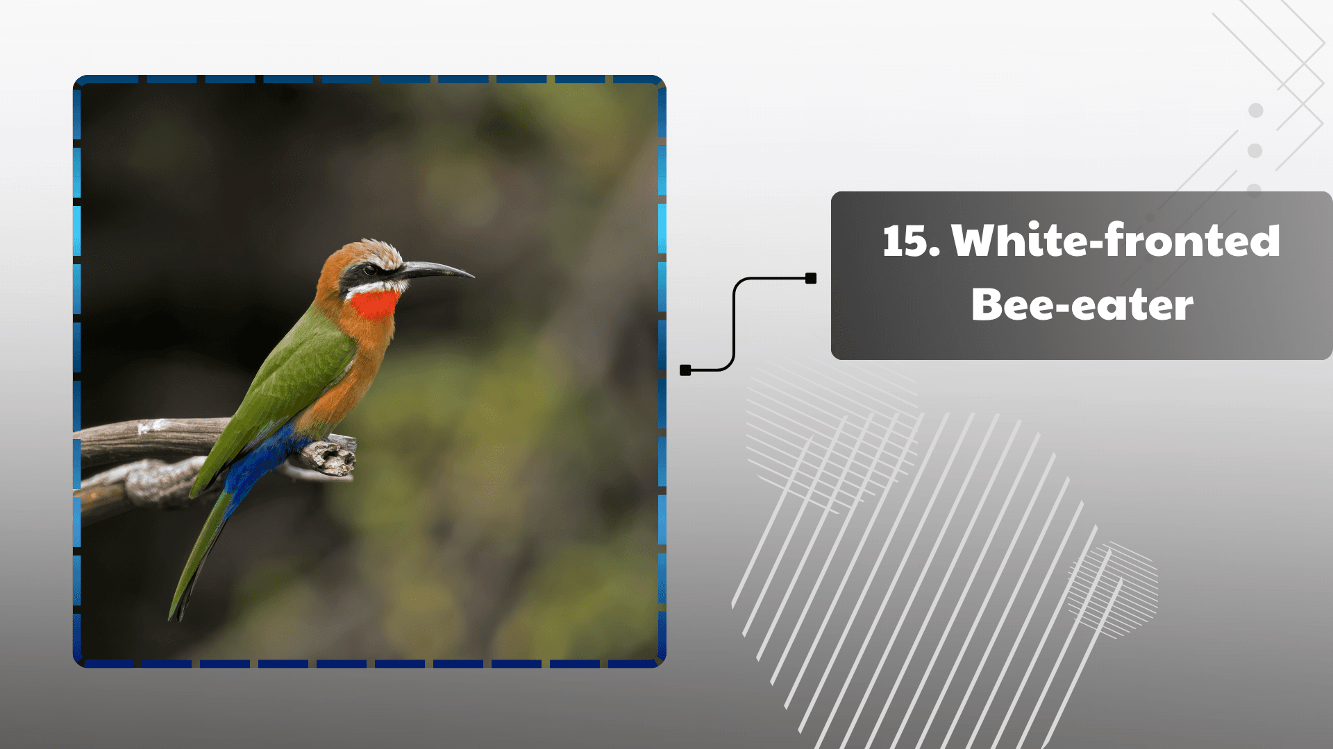 White-fronted Bee-eater