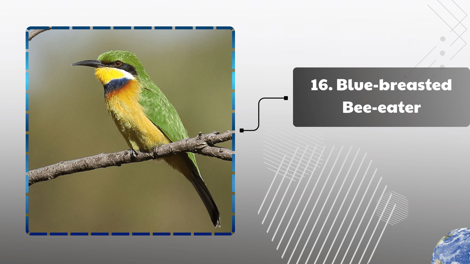 Blue-breasted Bee-eater