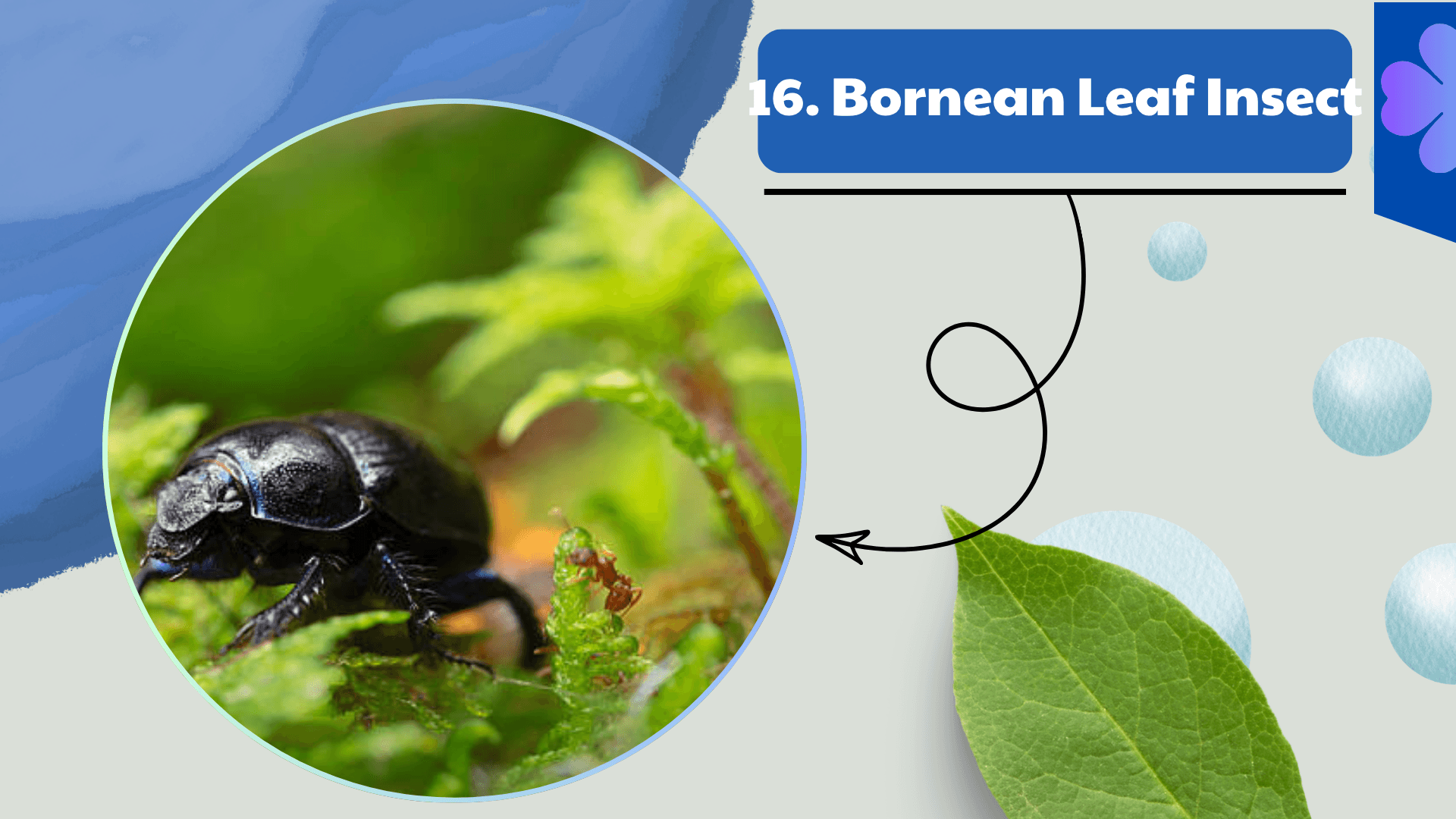 Bornean Leaf Insect